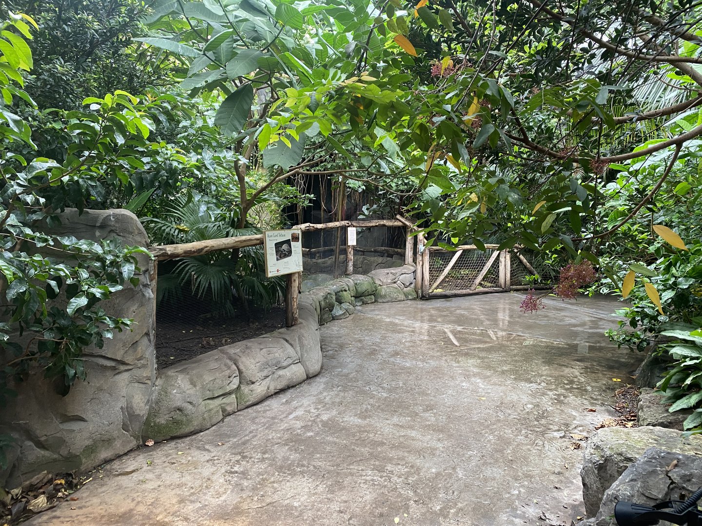 Islands - Monsoon Forest - Southern brown tortoise exhibit 221022