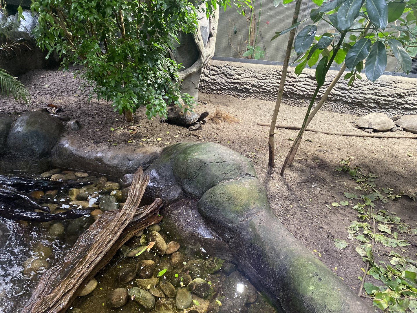 Islands - Monsoon Forest - Southern brown tortoise exhibit 221022