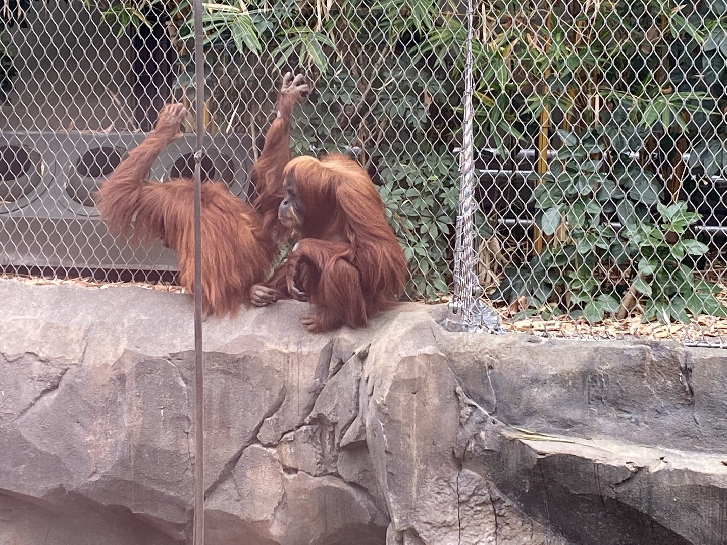 Islands - Monsoon Forest - Sumatran orangutan 221022