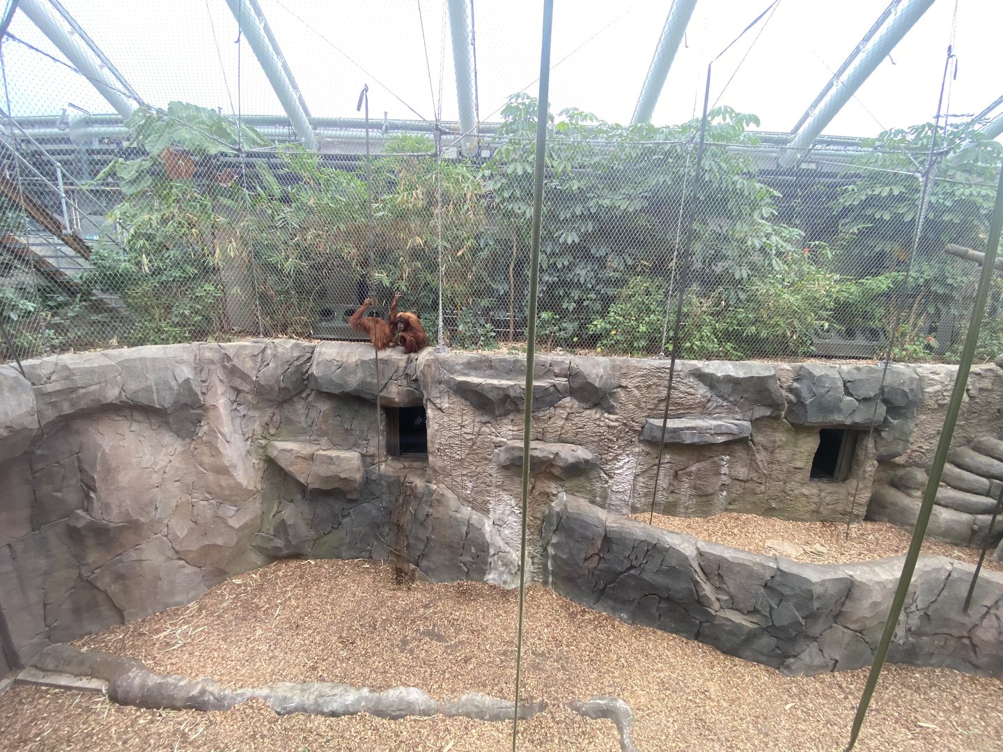 Islands - Monsoon Forest - Sumatran orangutan enclosure 221022