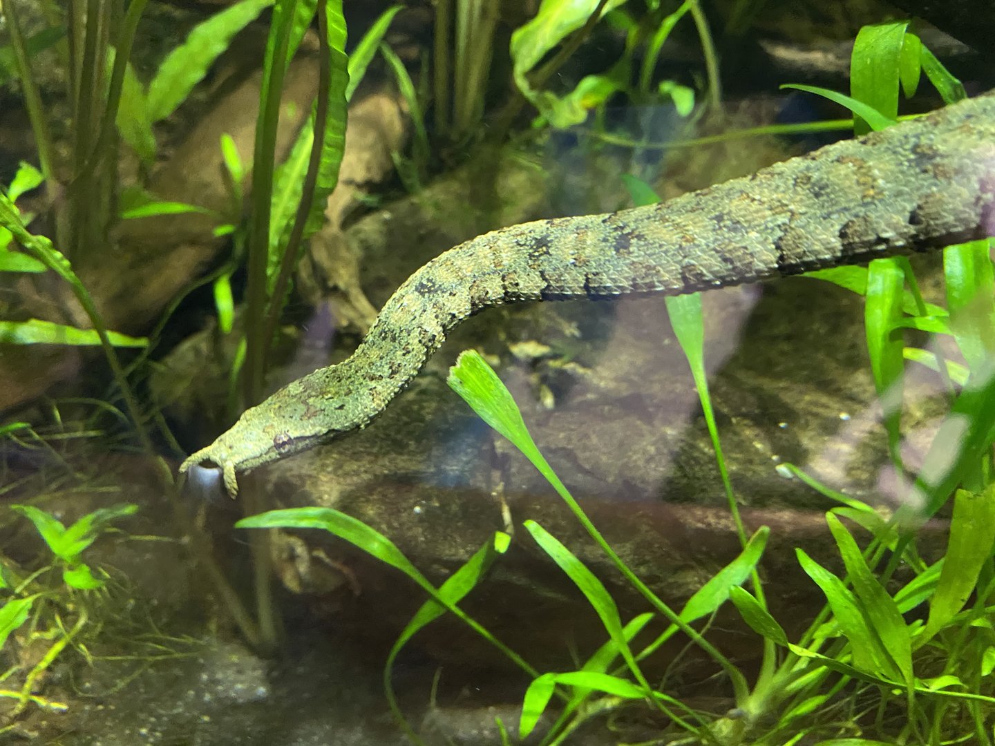 Islands - Monsoon Forest - Tentacled snake 221022