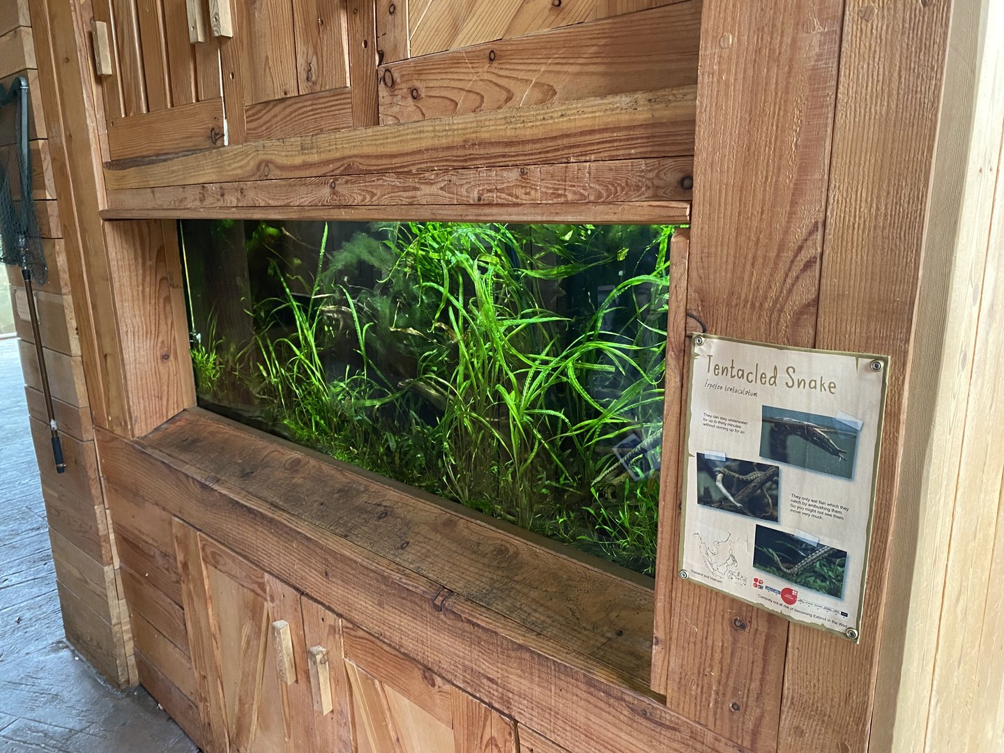 Islands - Monsoon Forest - Tentacled snake exhibit 221022