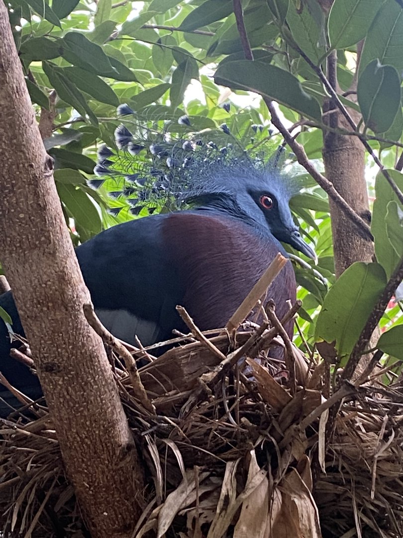 Islands - Monsoon Forest - Victoria crowned pigeon 221022