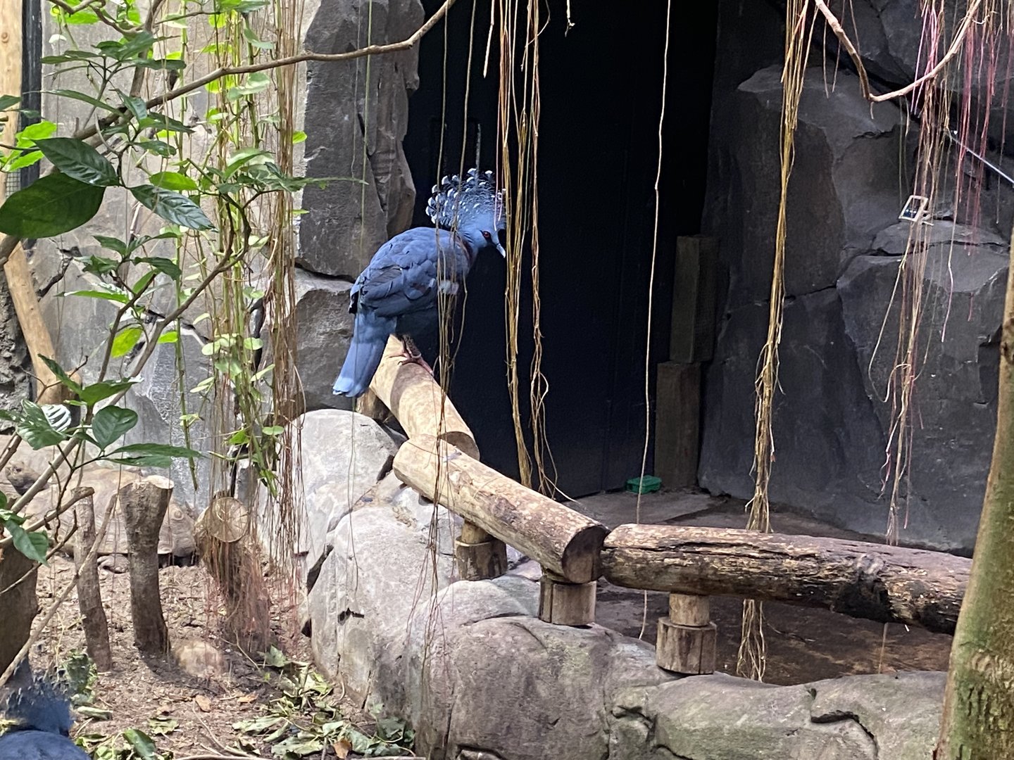 Islands - Monsoon Forest - Victoria crowned pigeon 221022