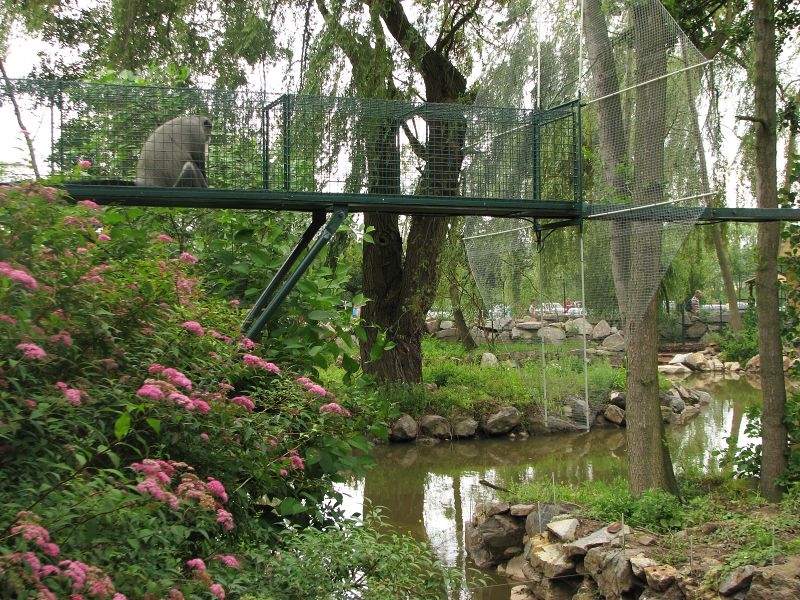 Islands of DeBrazza's monkey (right) and Angolan colobus (left)