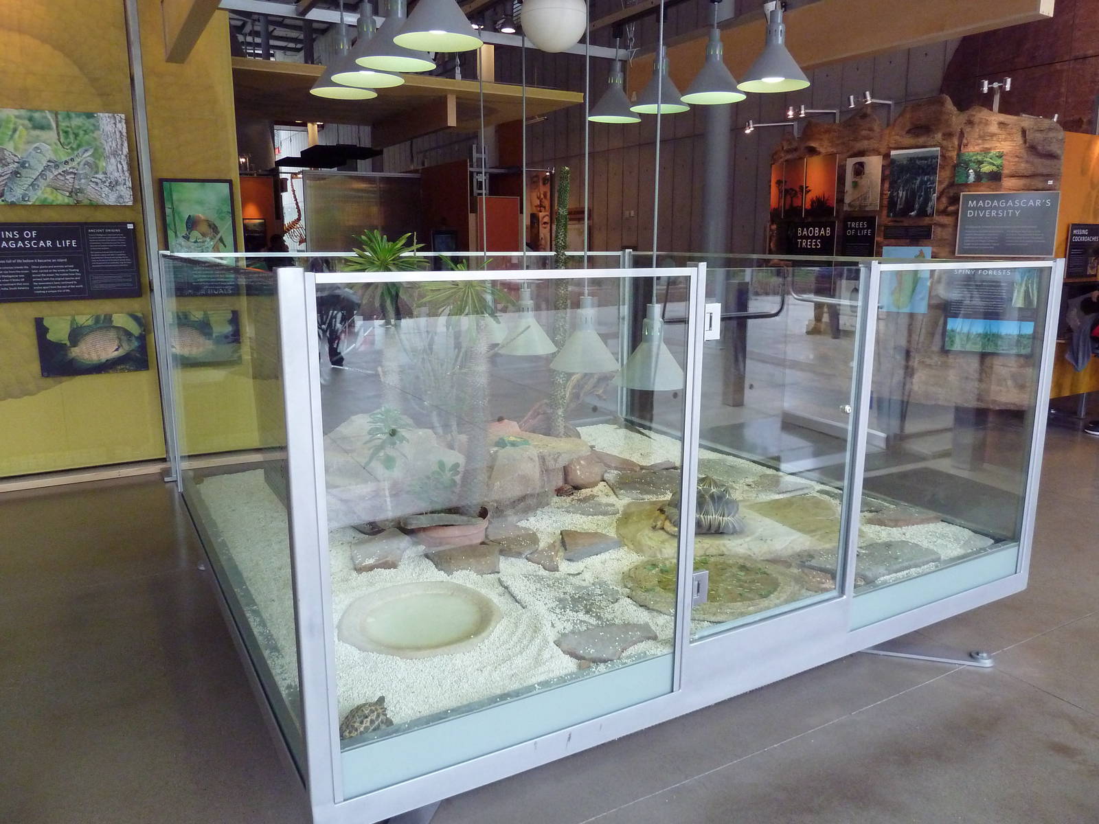 Islands Of Evolution - 3 Species