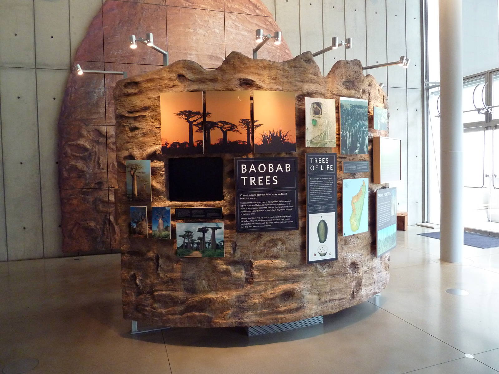 Islands Of Evolution - Baobab Trees