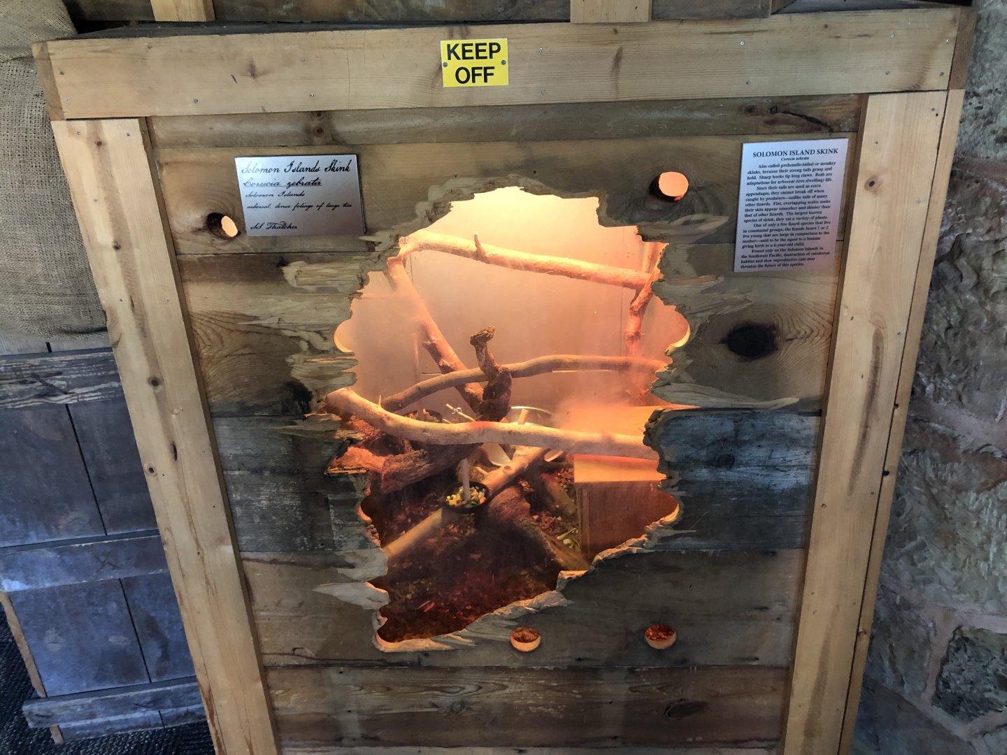 Islands of Life - Prehensile-tailed Skink exhibit