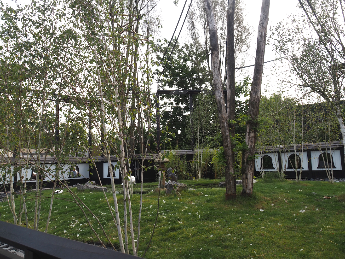 Islands of the Rising Sun - Hokkaido - Red-crowned crane exhibit, 2024-09-17