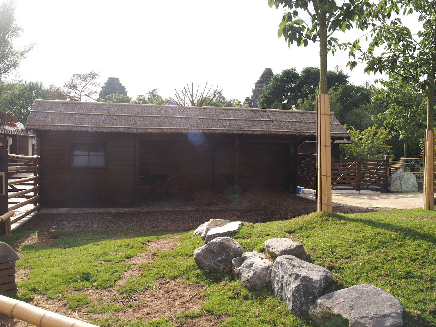 Islands of the Rising Sun - Honshu - Japanese sika deer shelter, 2024-09-17