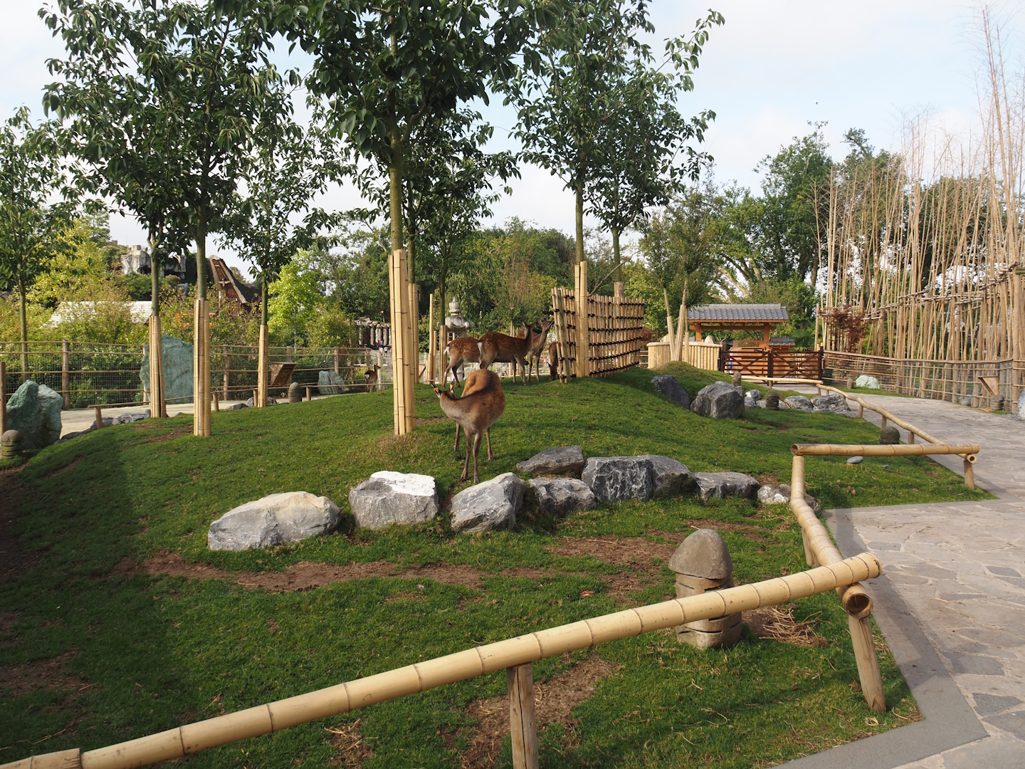 Islands of the Rising Sun - Honshu - Japanese sika deer walk-through exhibit, 2024-09-17