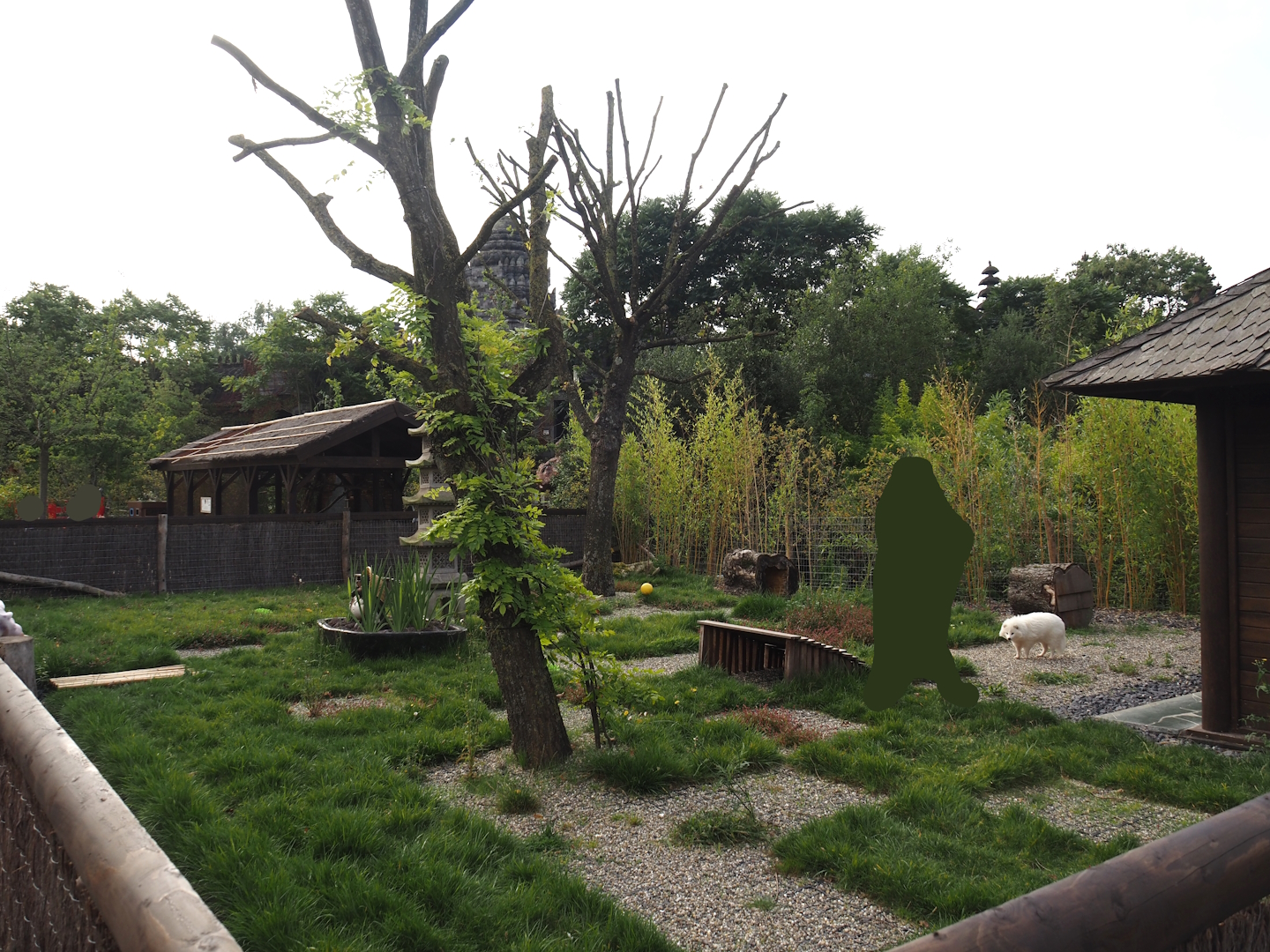 Islands of the Rising Sun - Honshu - White raccoon dog exhibit, 2024-09-17