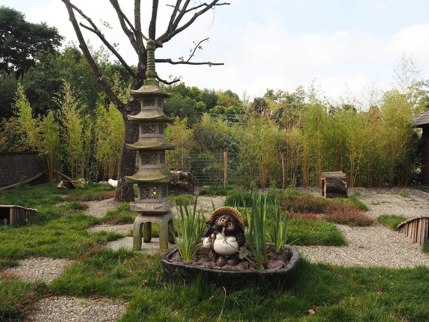 Islands of the Rising Sun - Honshu - White raccoon dog exhibit, 2024-09-17