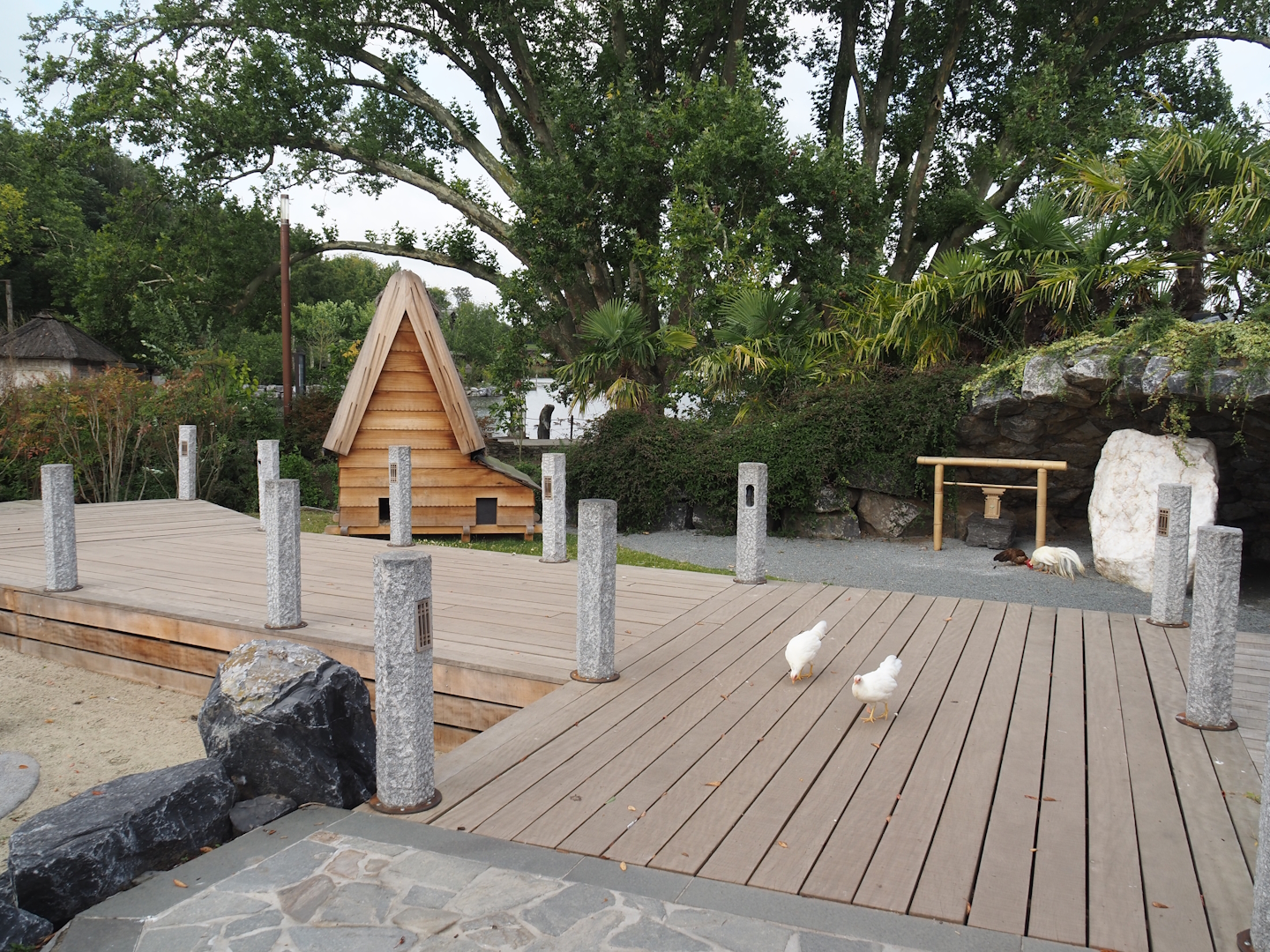 Islands of the Rising Sun - Kyushu - Walk-through exhibit with Onagadori chickens and African spurred tortoises, 2024-09-17