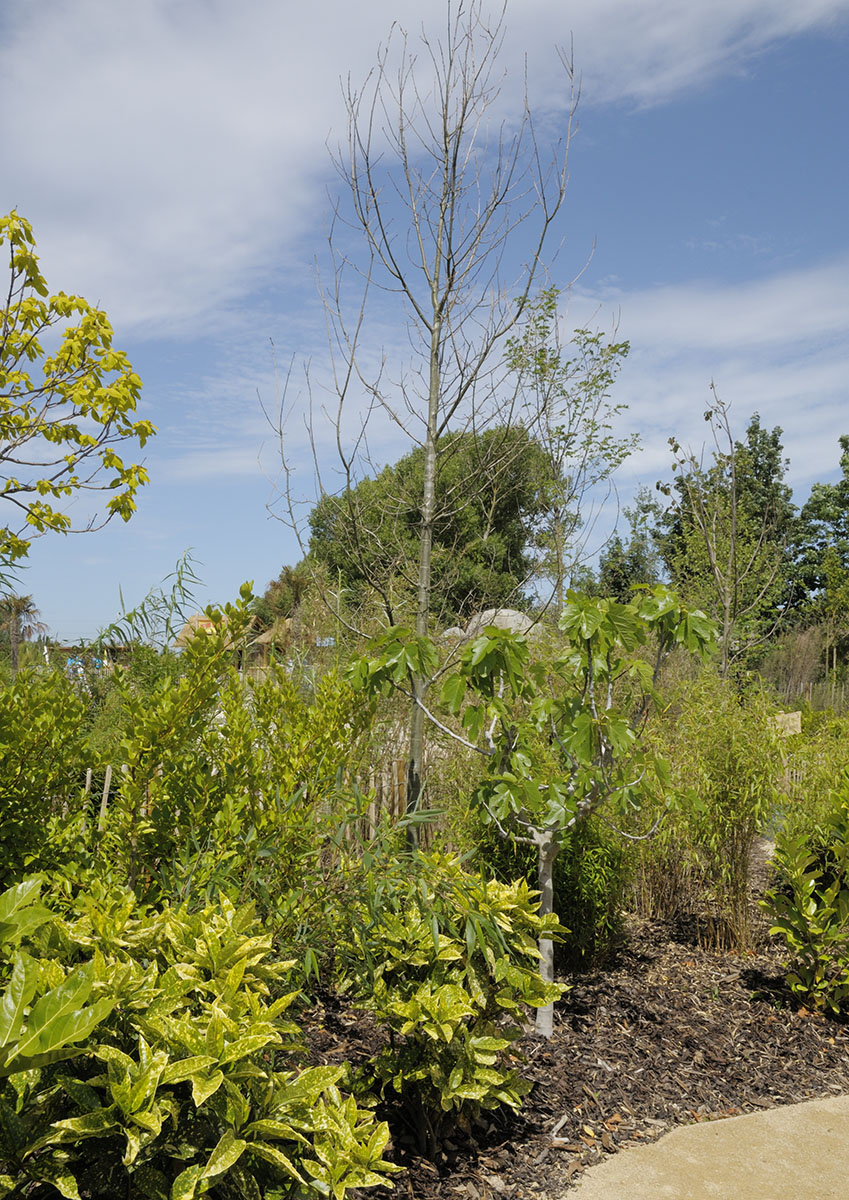 Islands on Foot - Planting on Sumba