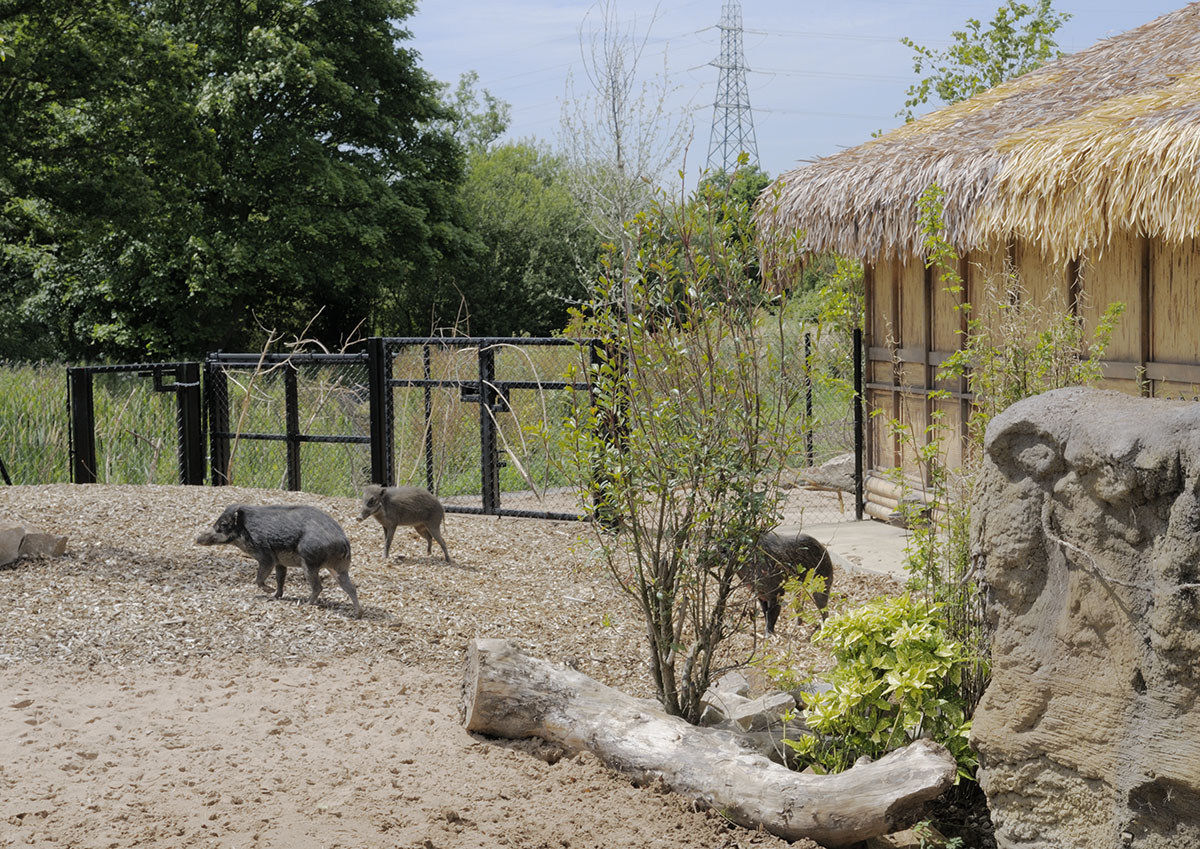 Islands on Foot - Wart Pigs on Panay