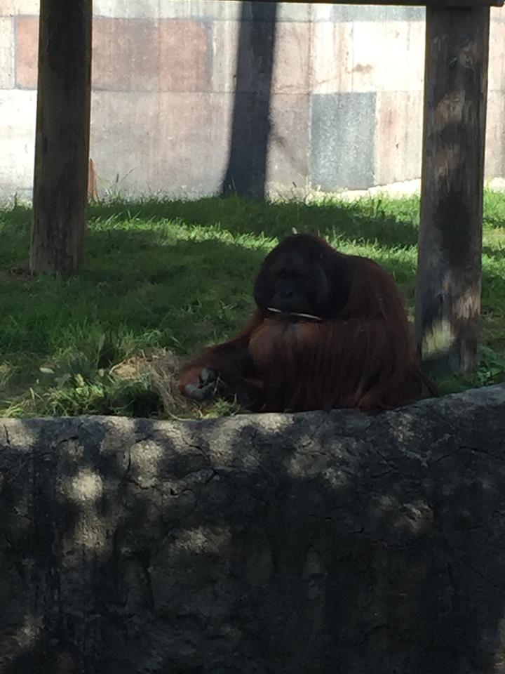 Islands- Orangutan