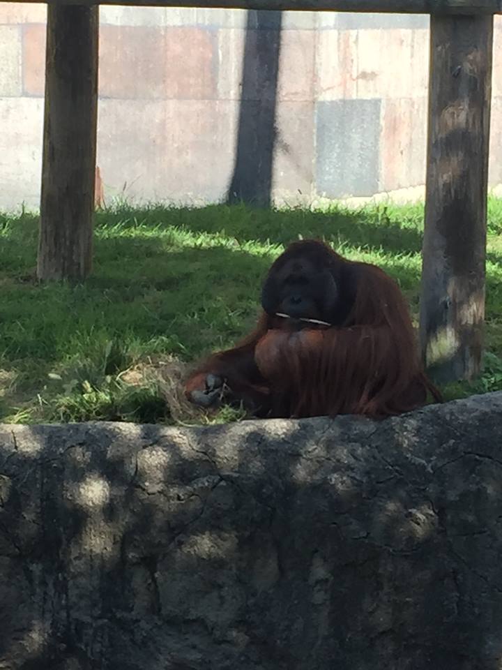 Islands- Orangutan