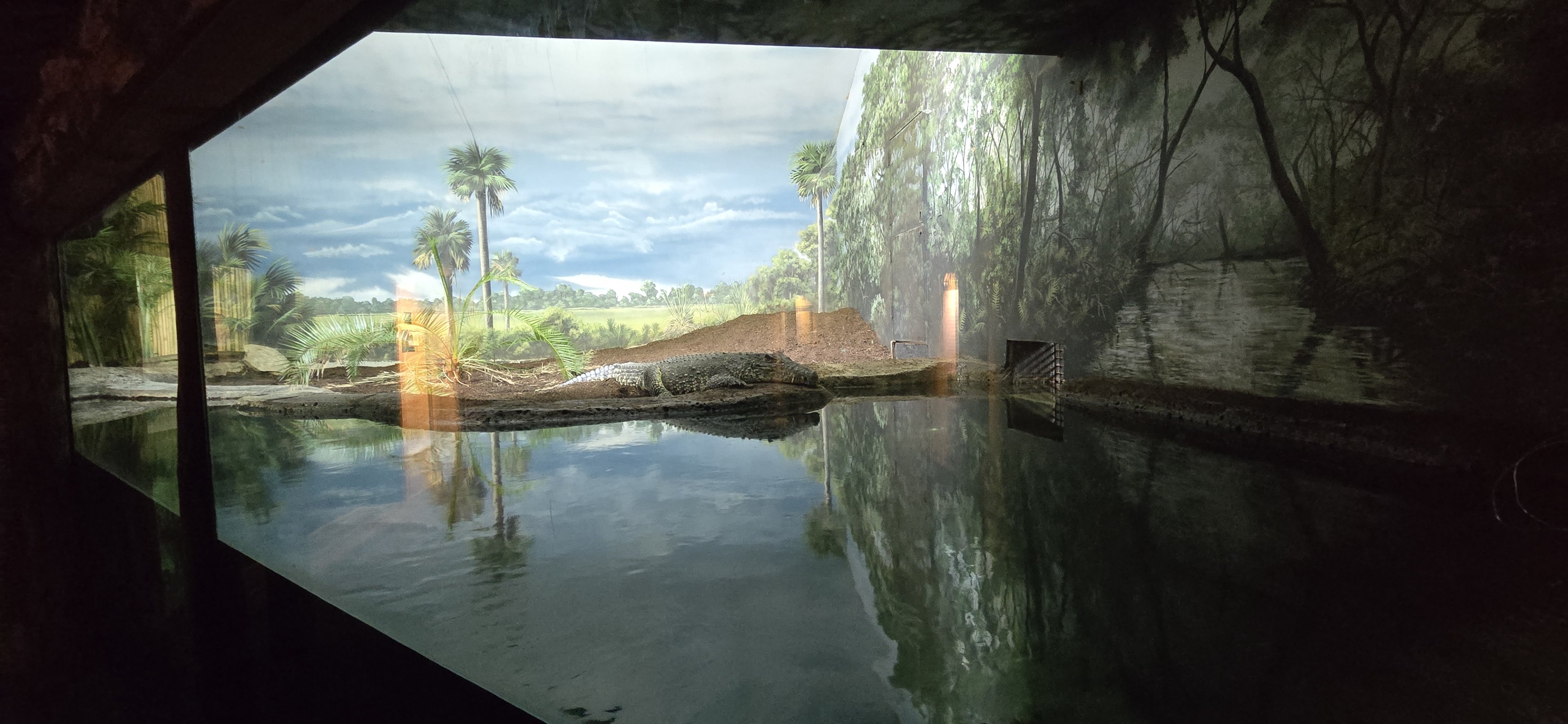 Islands Pavilion - Cuban crocodile