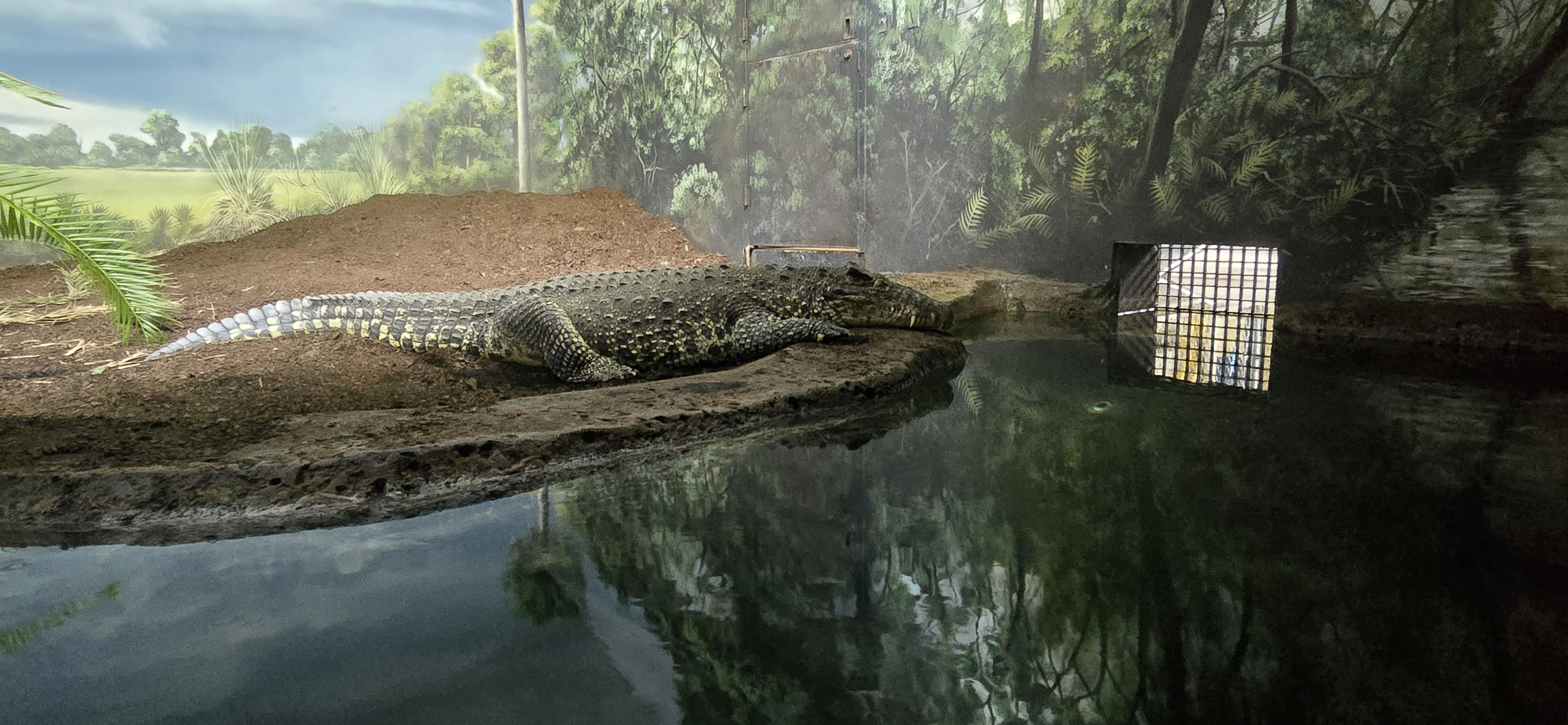 Islands Pavilion - Cuban crocodile
