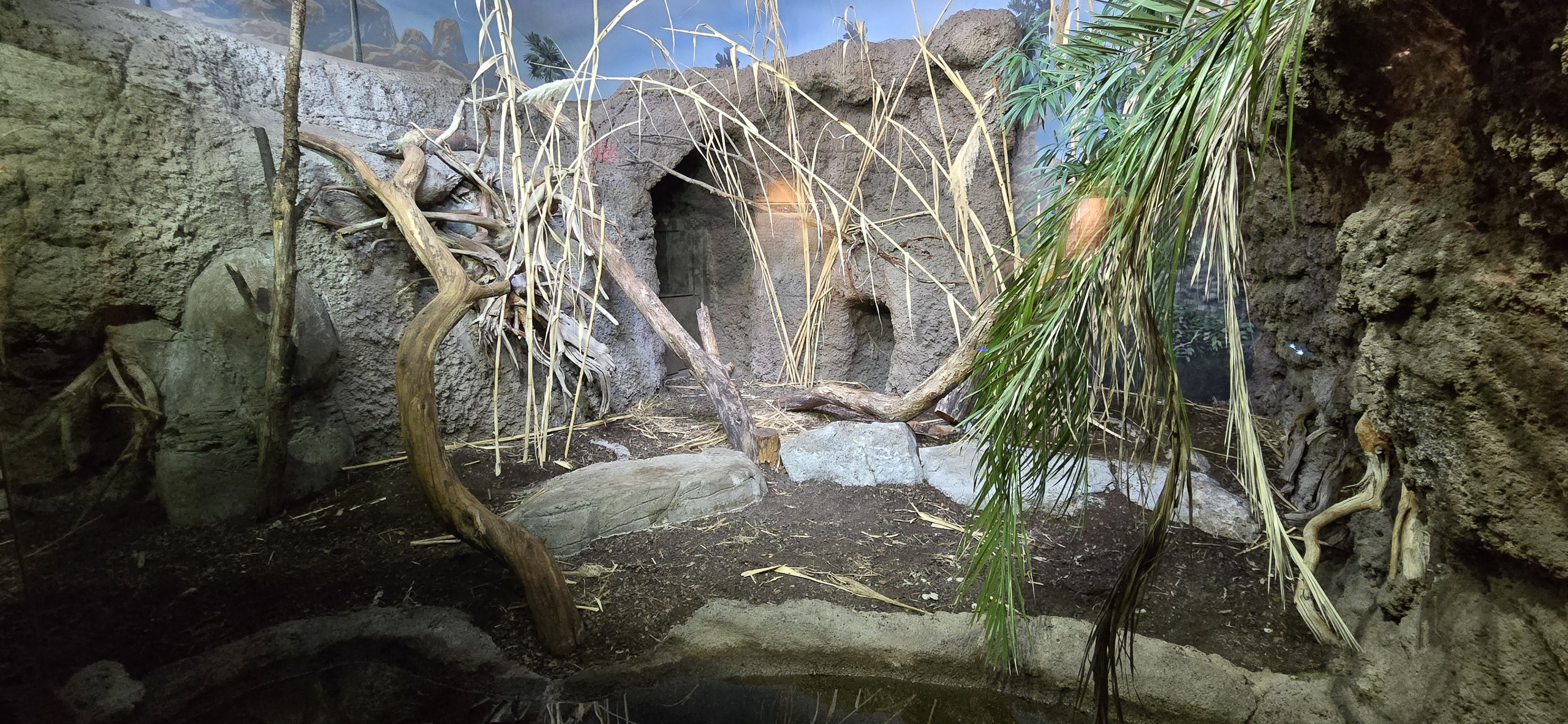 Islands Pavilion - Komodo dragon (indoor habitat)