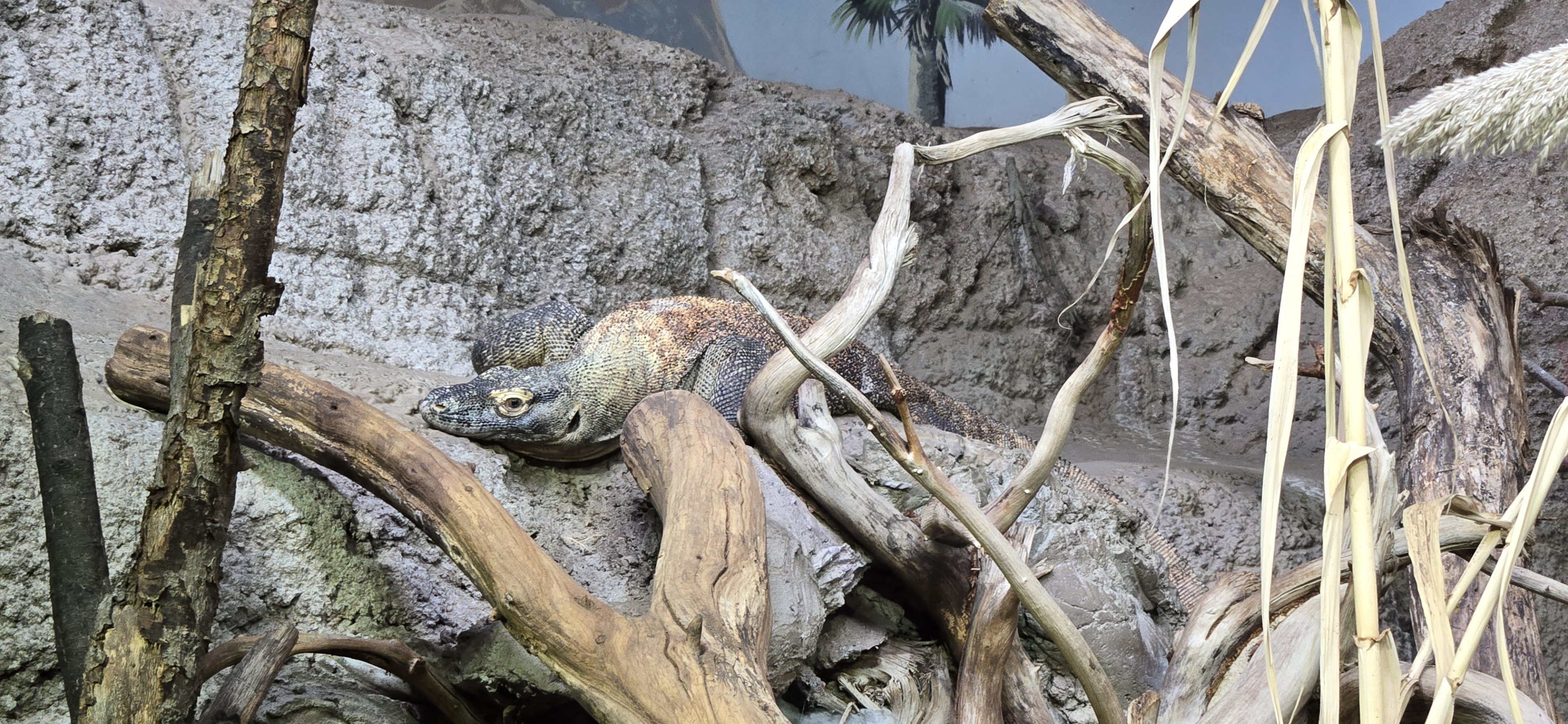 Islands Pavilion - Komodo dragon (indoor habitat)