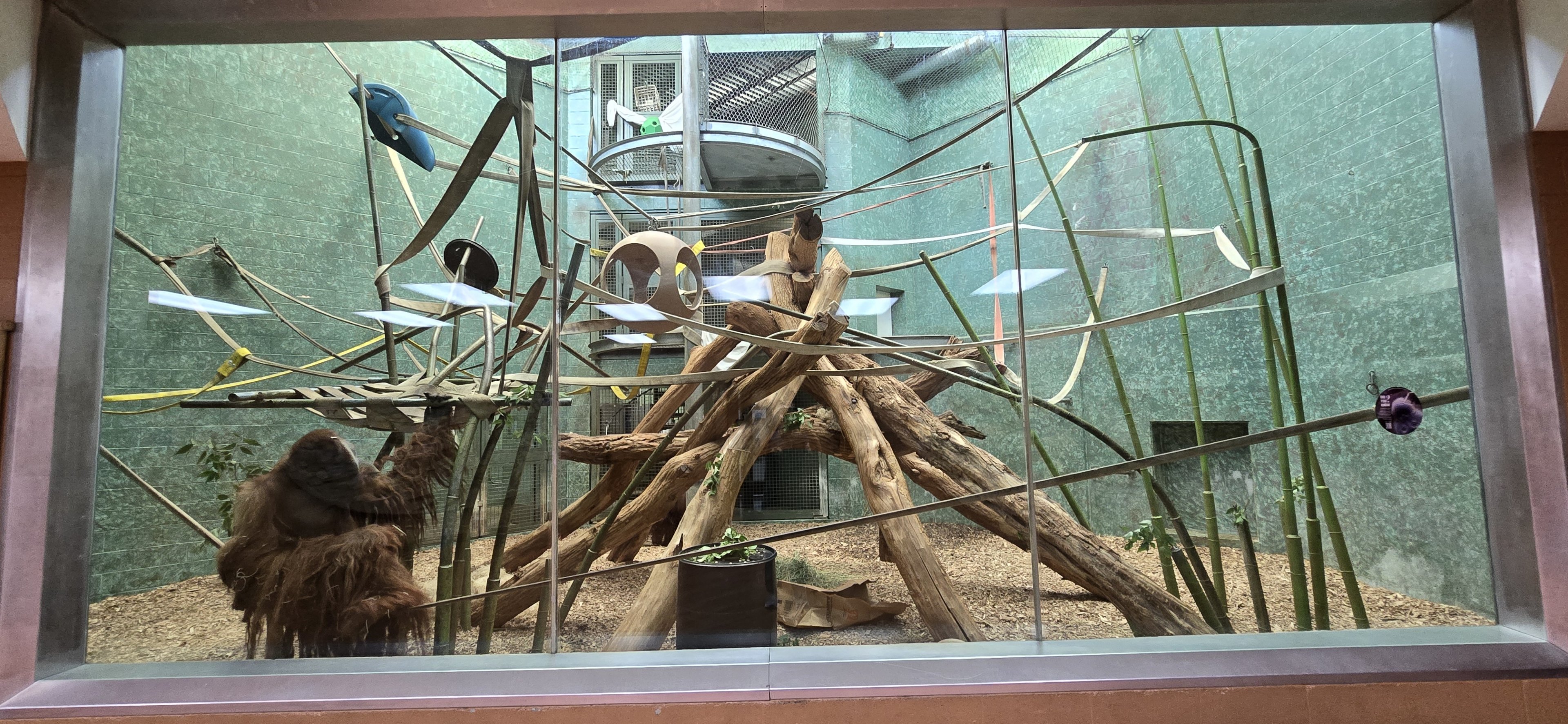 Islands Pavilion - Orangutan indoor area