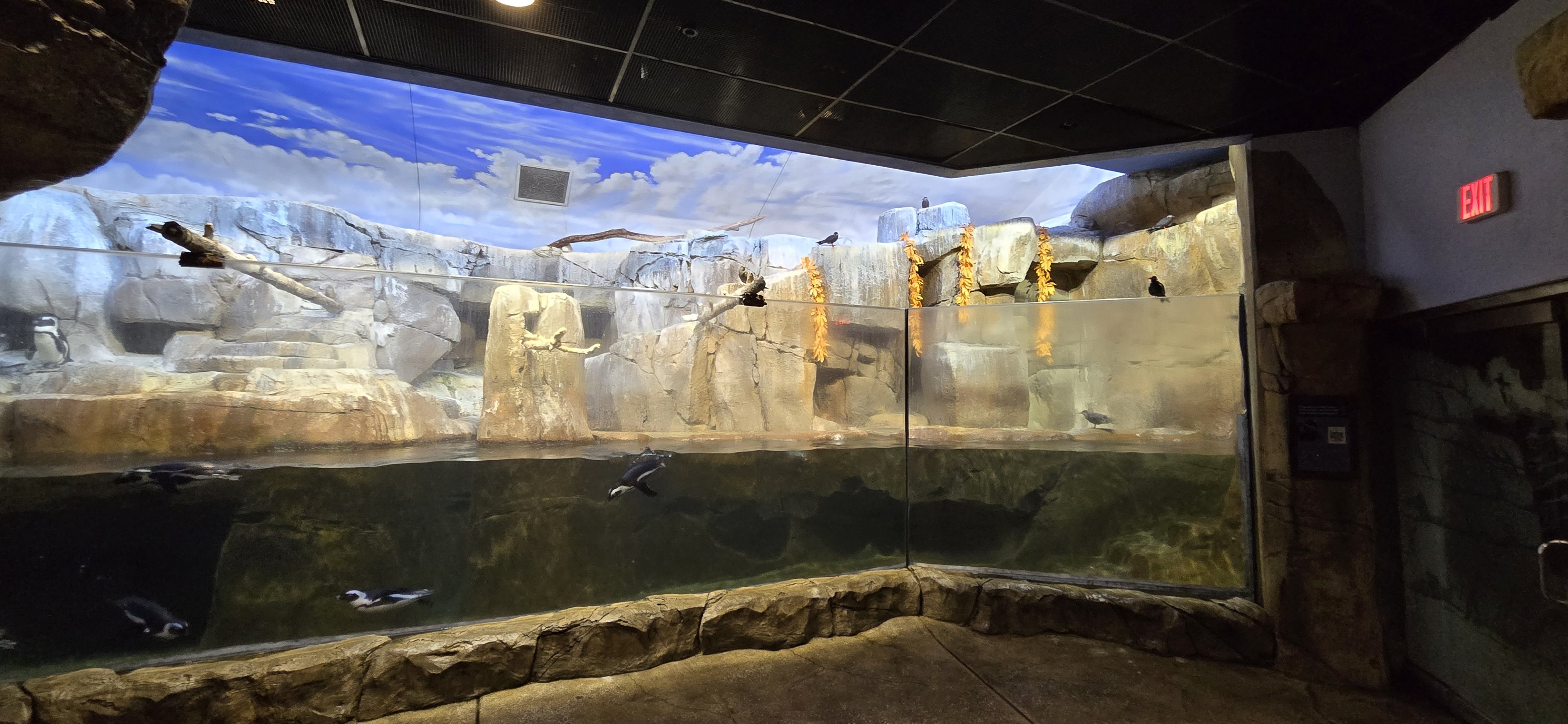 Islands Pavilion - Penguin Sea Cliffs African penguins