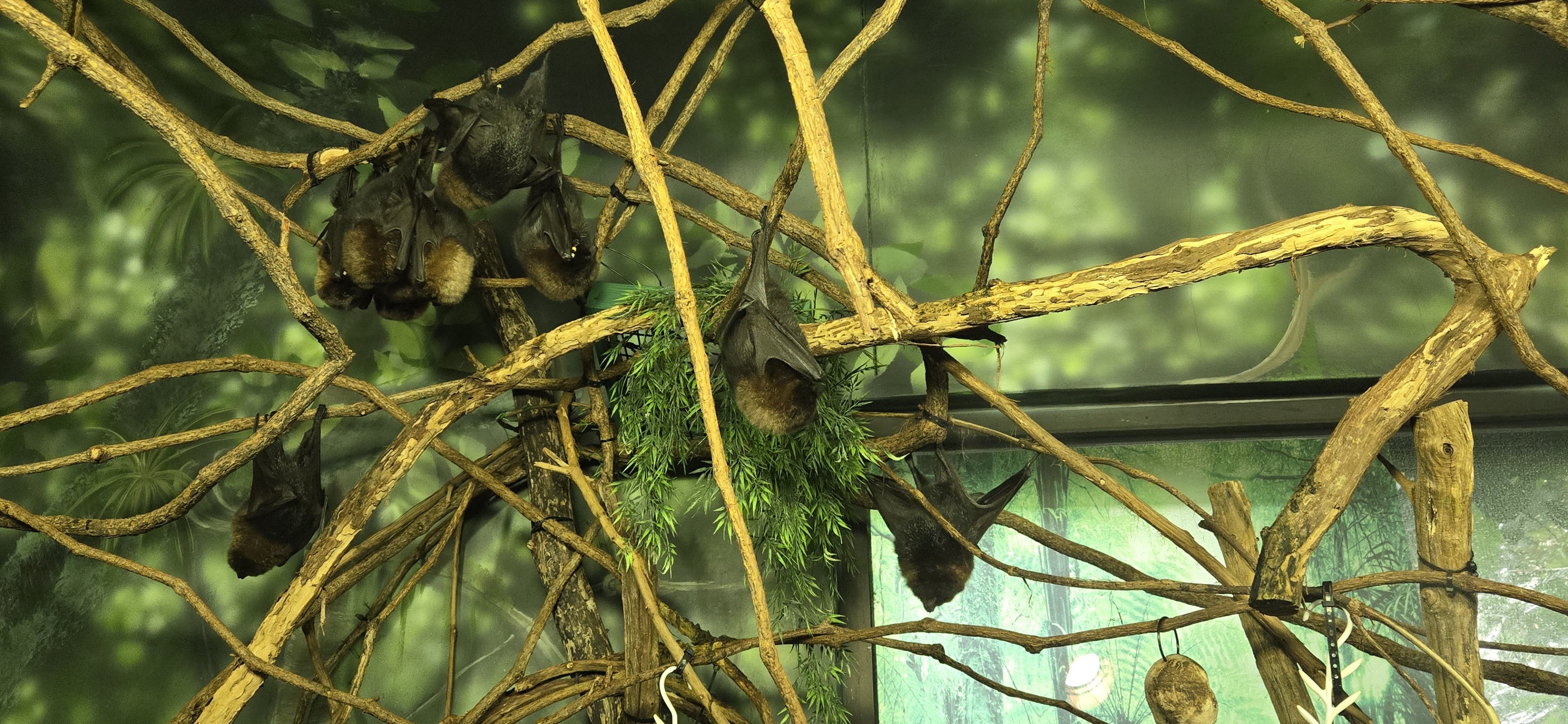 Islands Pavilion - Rodrigues fruit bats