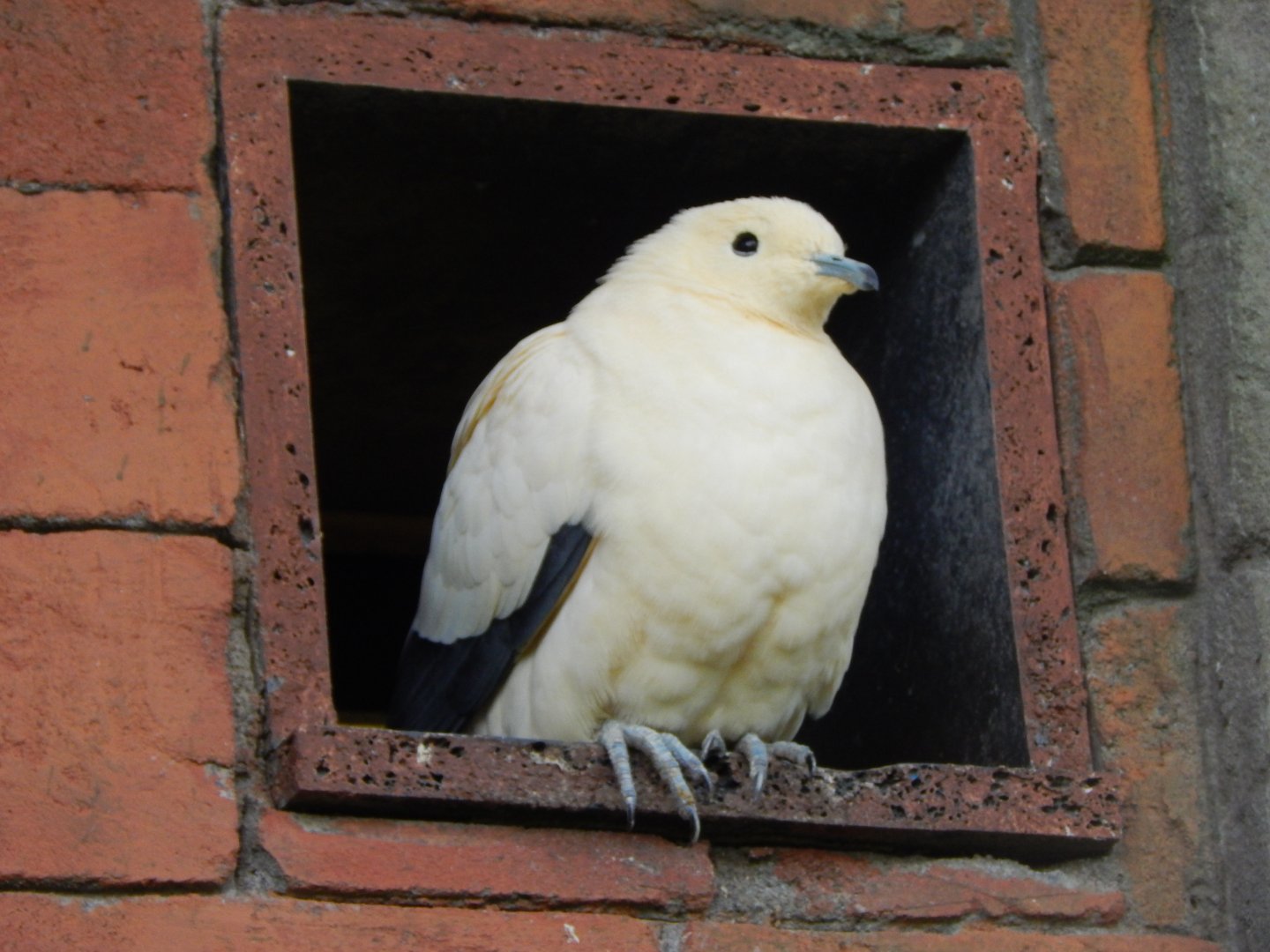 Islands - Pied imperial-pigeon 071020