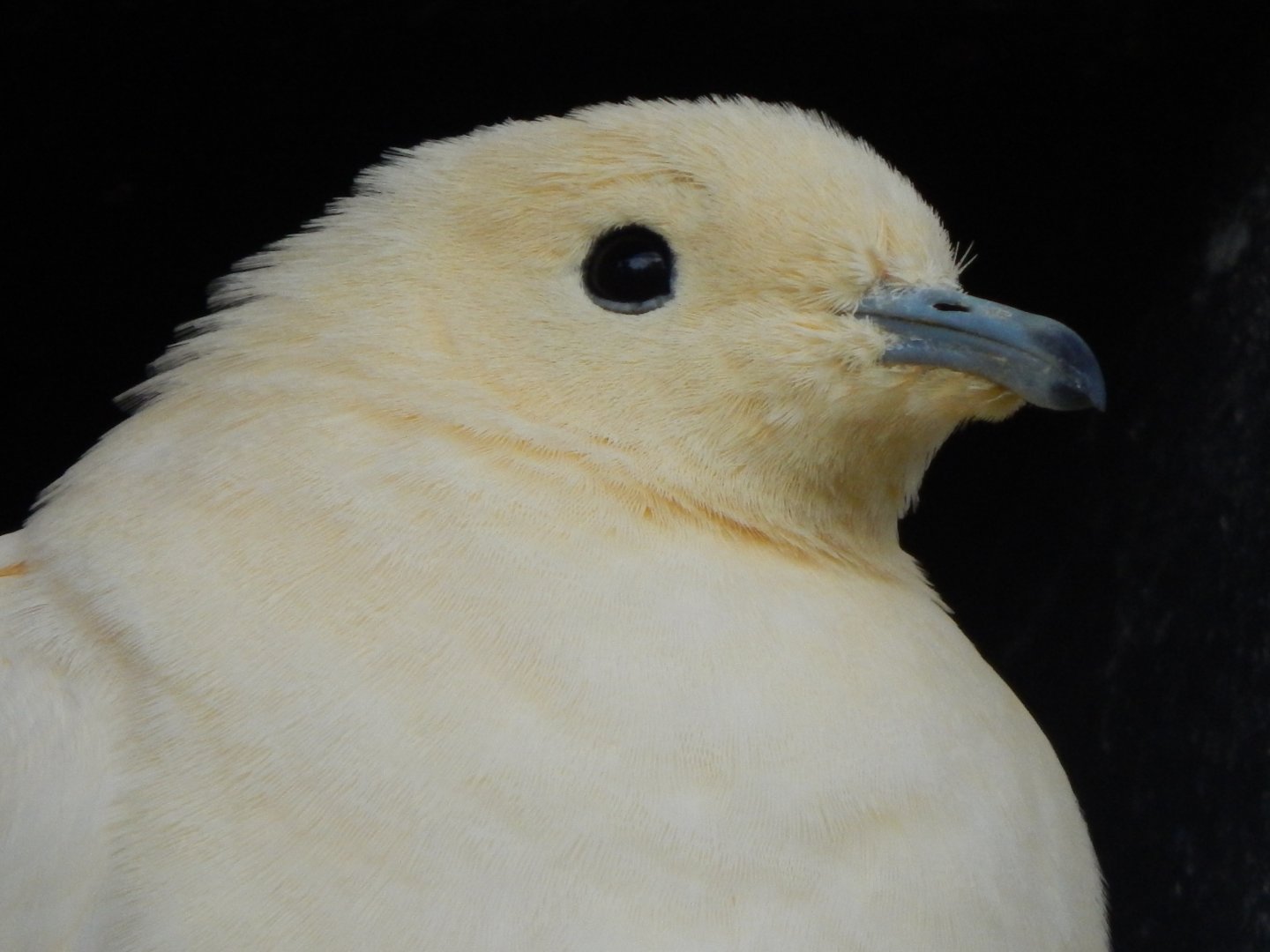 Islands - Pied imperial-pigeon 071020