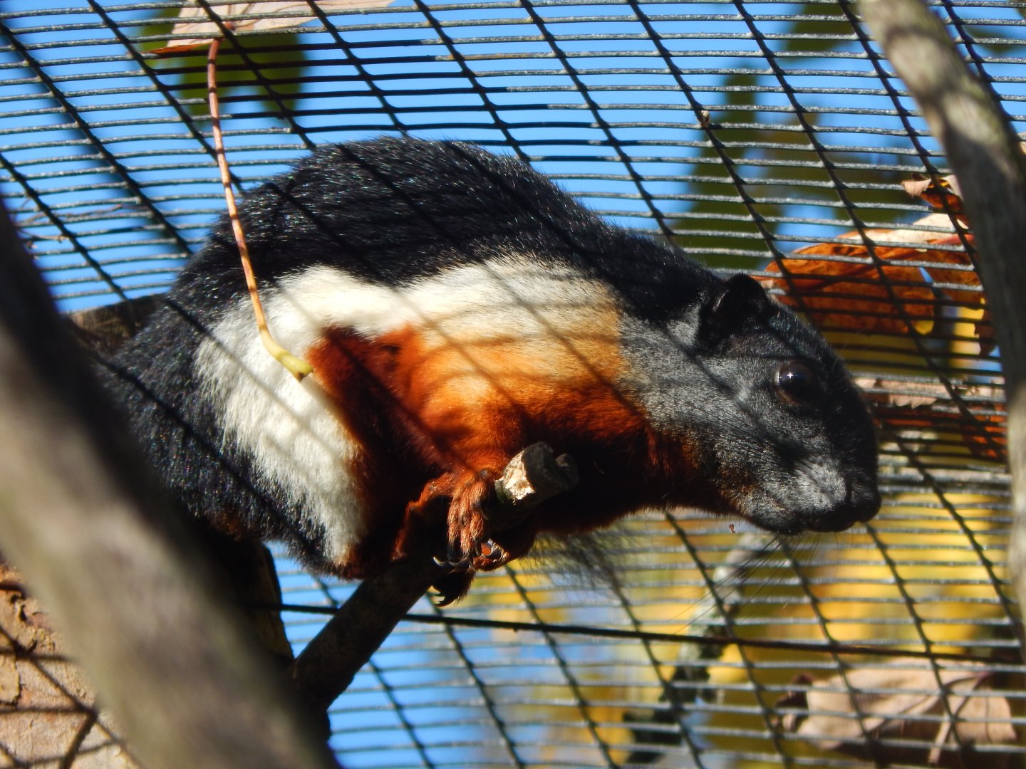 Islands - Prevost's squirrel 071020