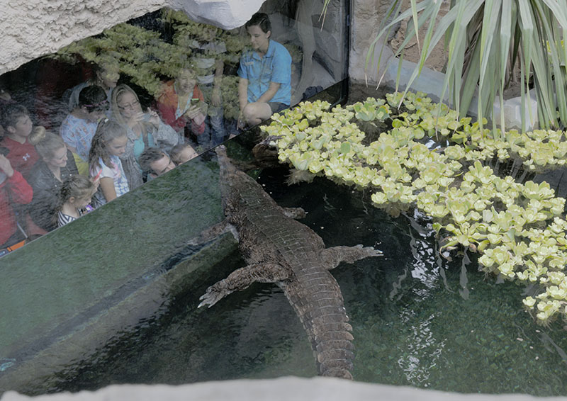 Islands problem areas - crocodile pool