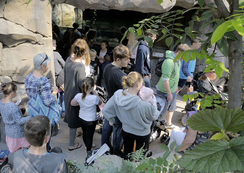 Islands problem areas - crocodile traffic jam