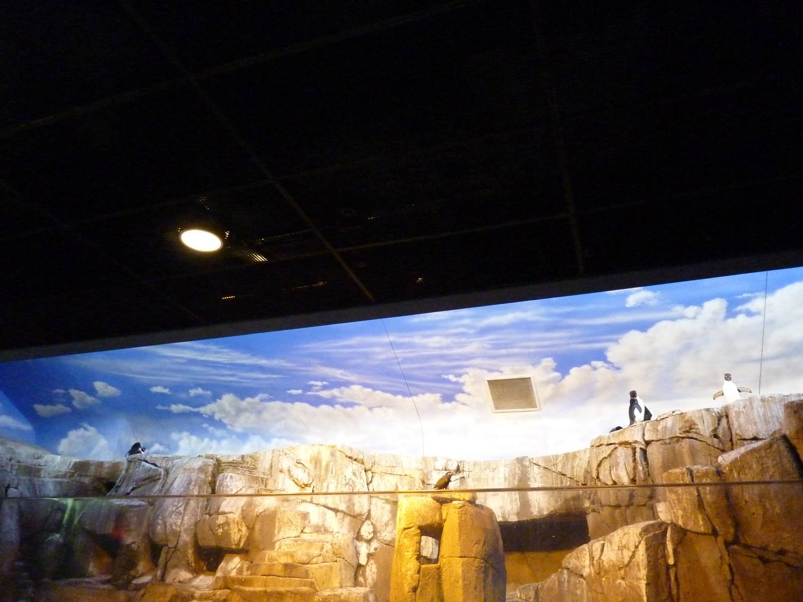 Islands - Rockhopper Penguin/Inca Tern Exhibit