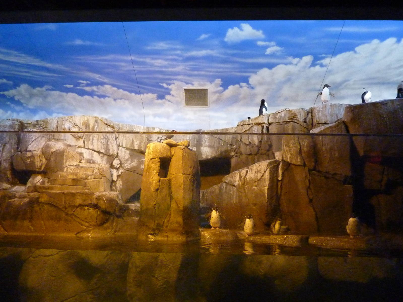 Islands - Rockhopper Penguin/Inca Tern Exhibit