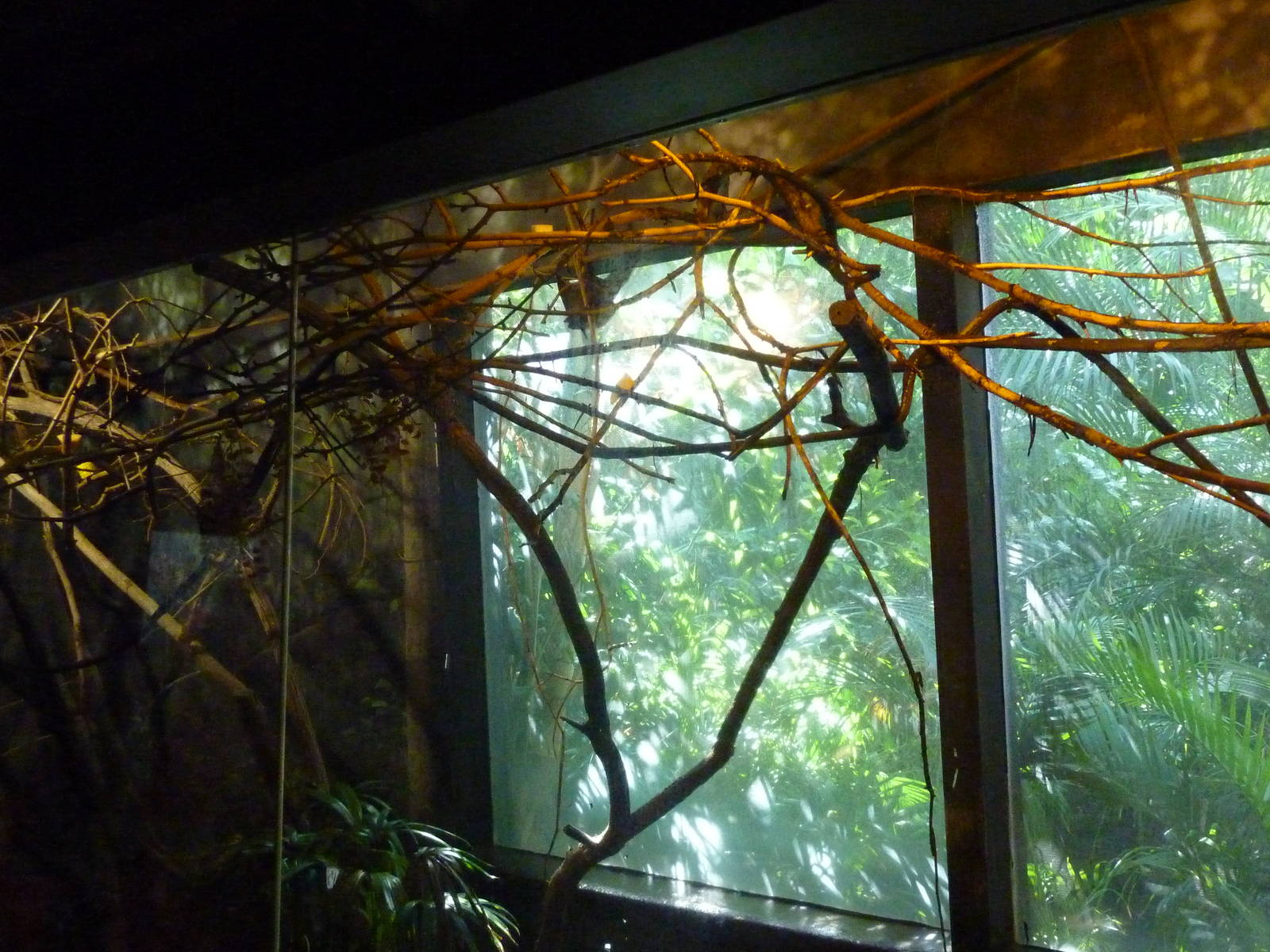 Islands - Rodrigues Fruit Bat Exhibit