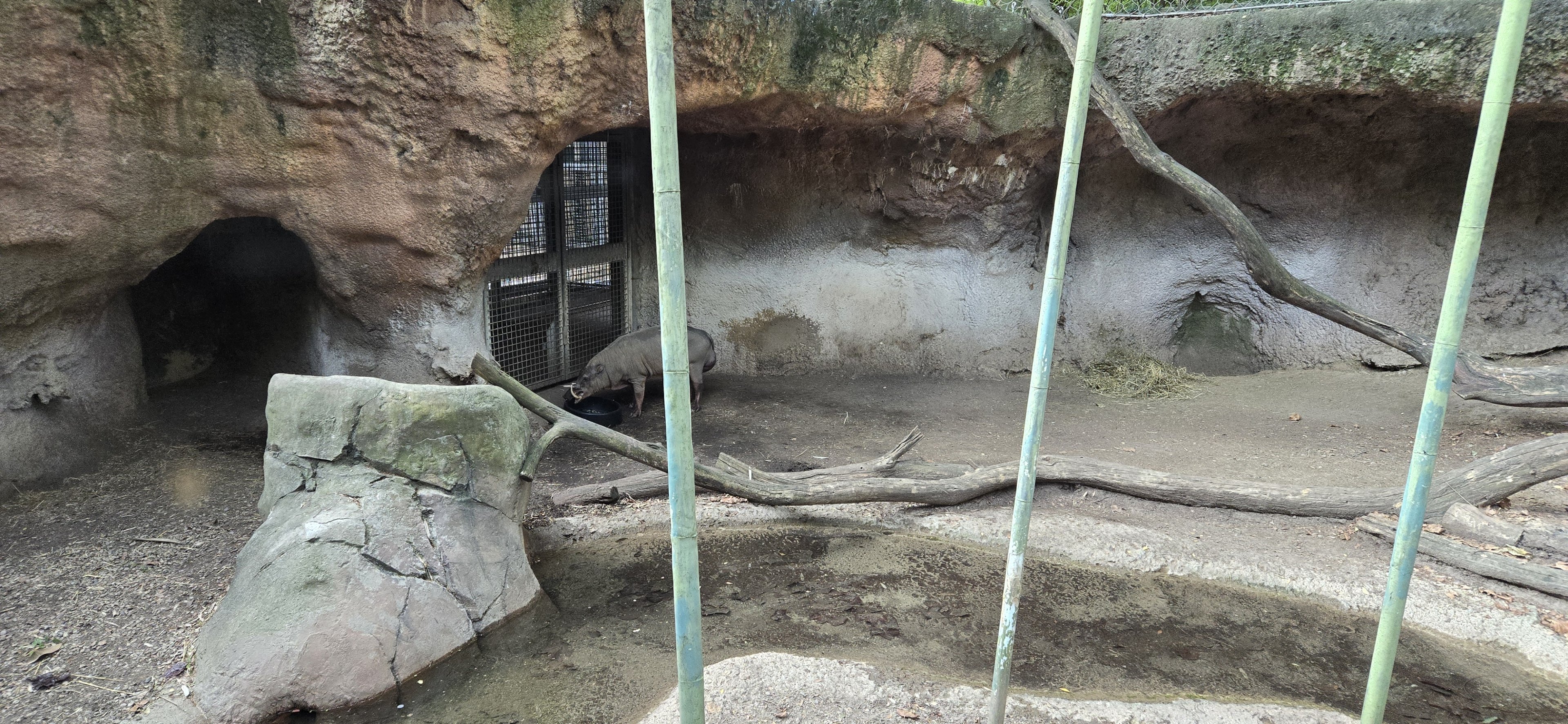 Islands rotational habitat - babirusa