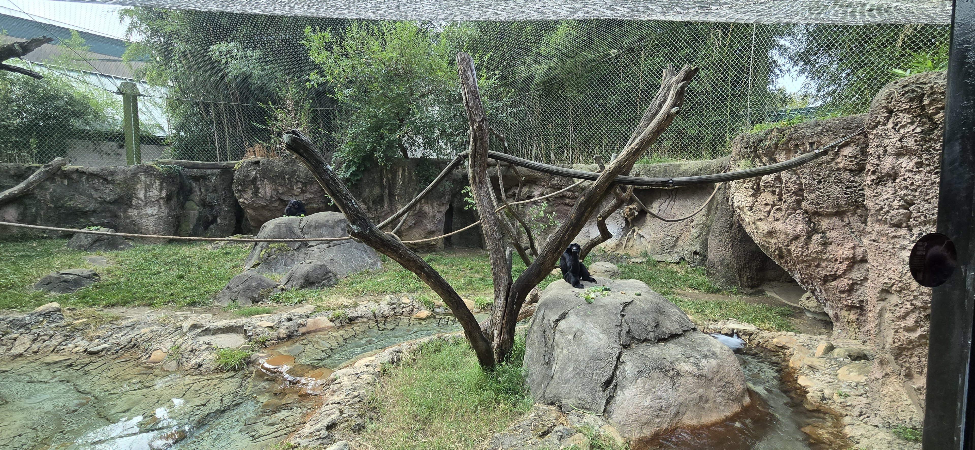 Islands rotational habitat - siamang
