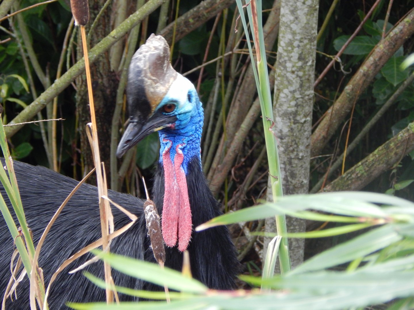 Islands - Southern cassowary 071020