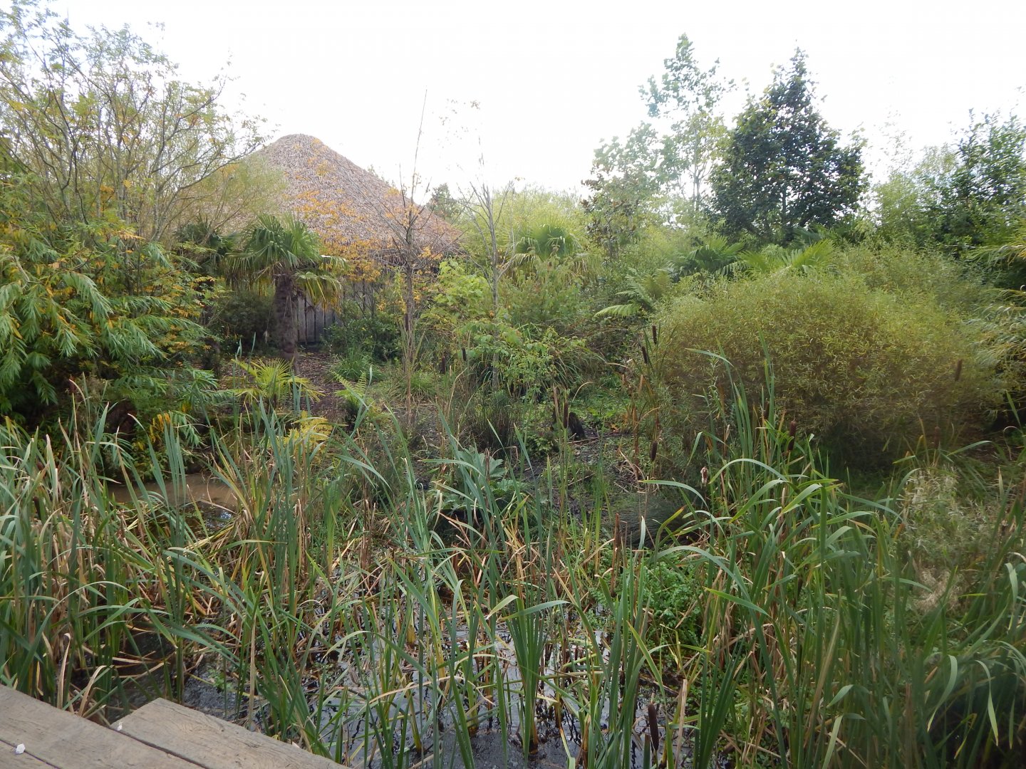 Islands - Southern cassowary enclosure 071020