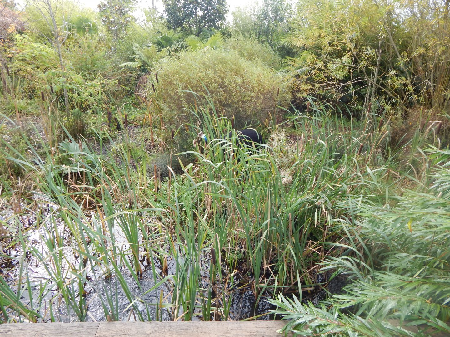 Islands - Southern cassowary enclosure 071020