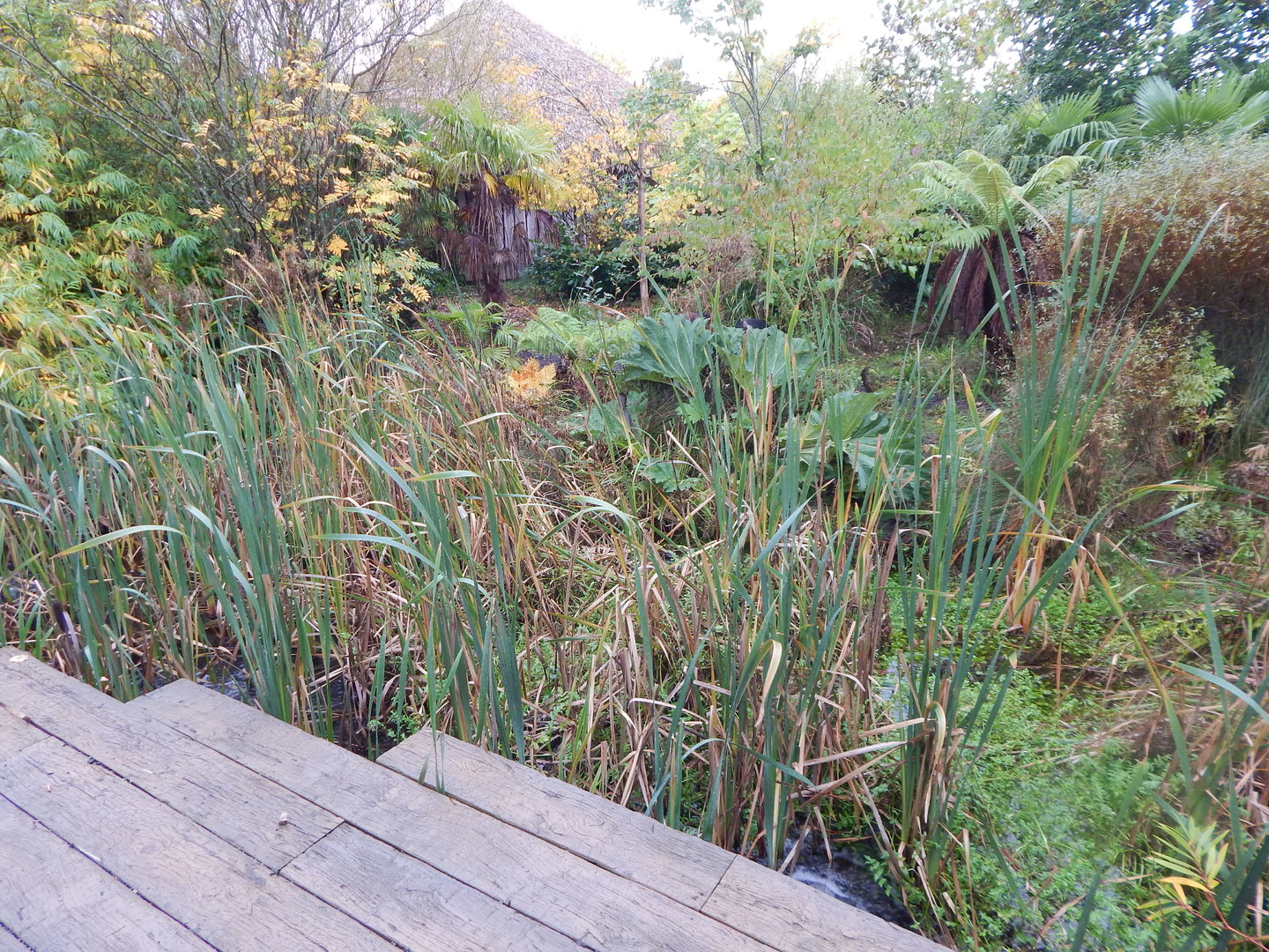Islands - Southern cassowary enclosure 221022