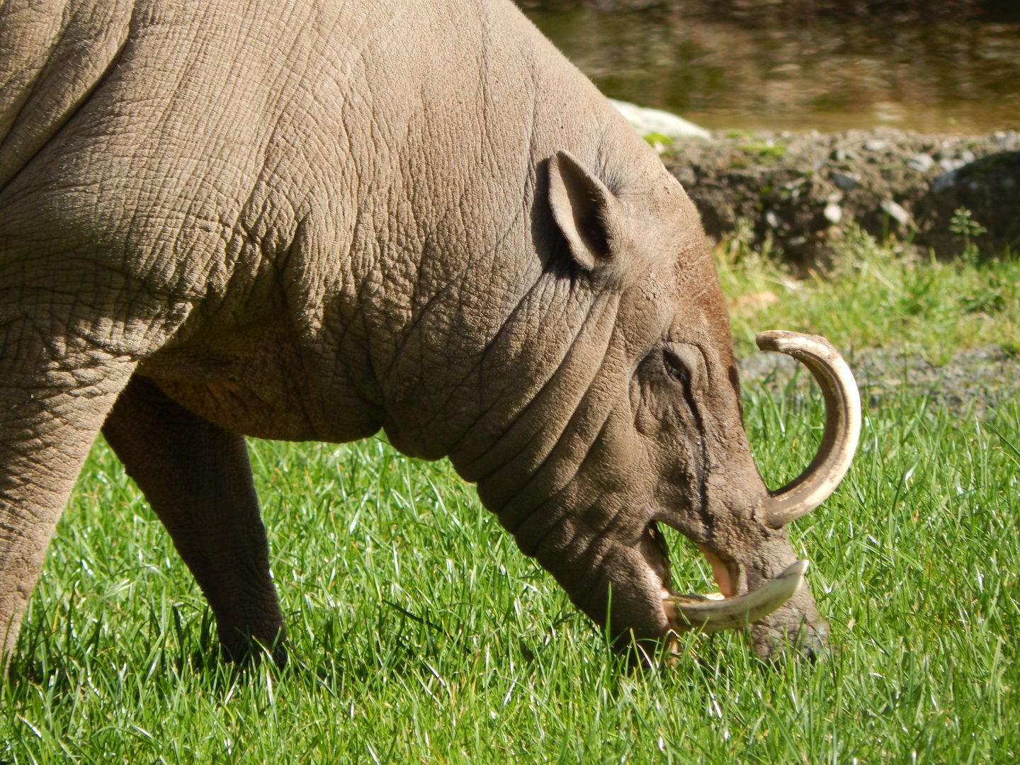 Islands - Sulawesi babirusa 071020