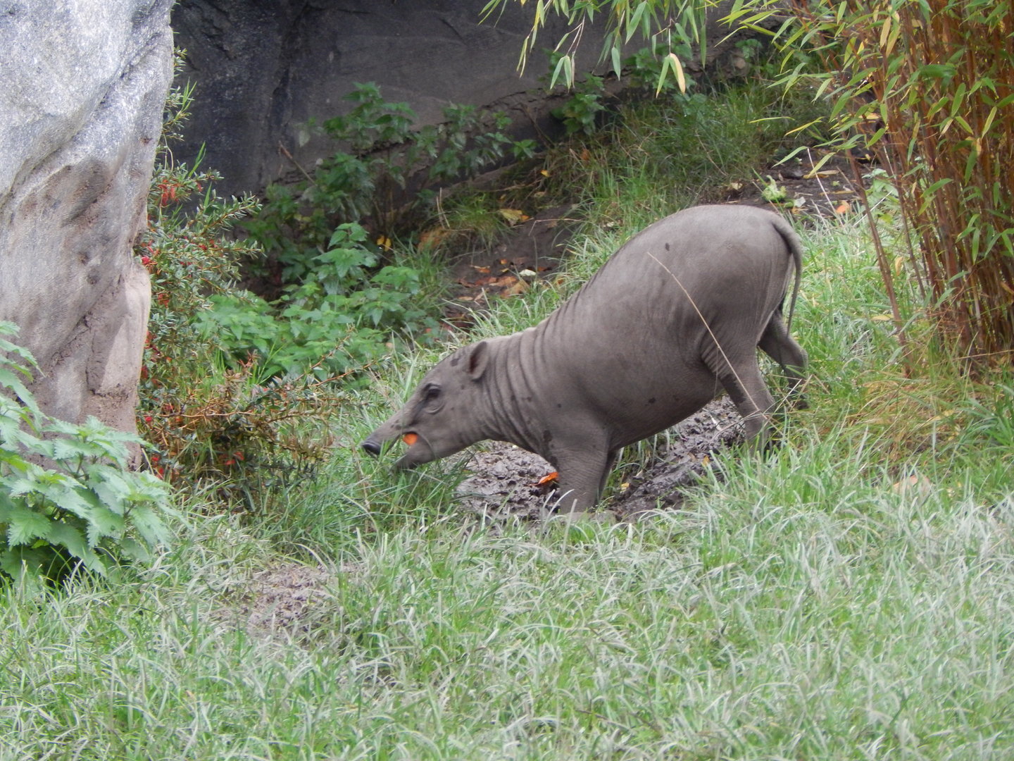 Islands - Sulawesi babirusa 221022