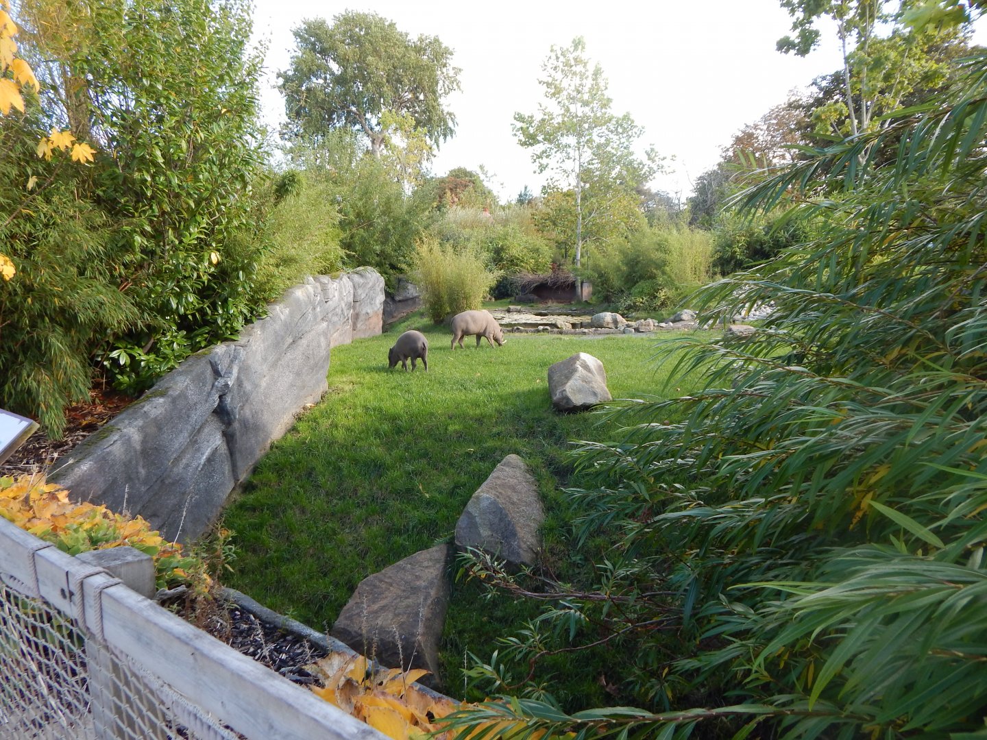 Islands - Sulawesi babirusa enclosure 071020