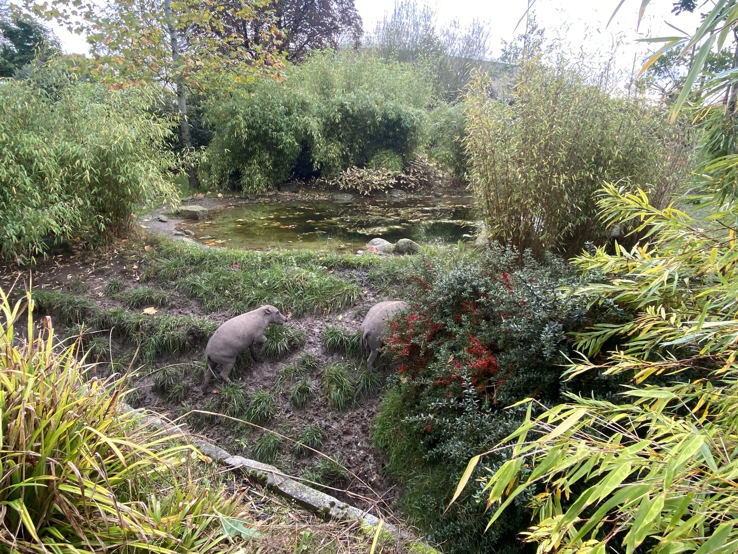 Islands - Sulawesi babirusa enclosure 221022