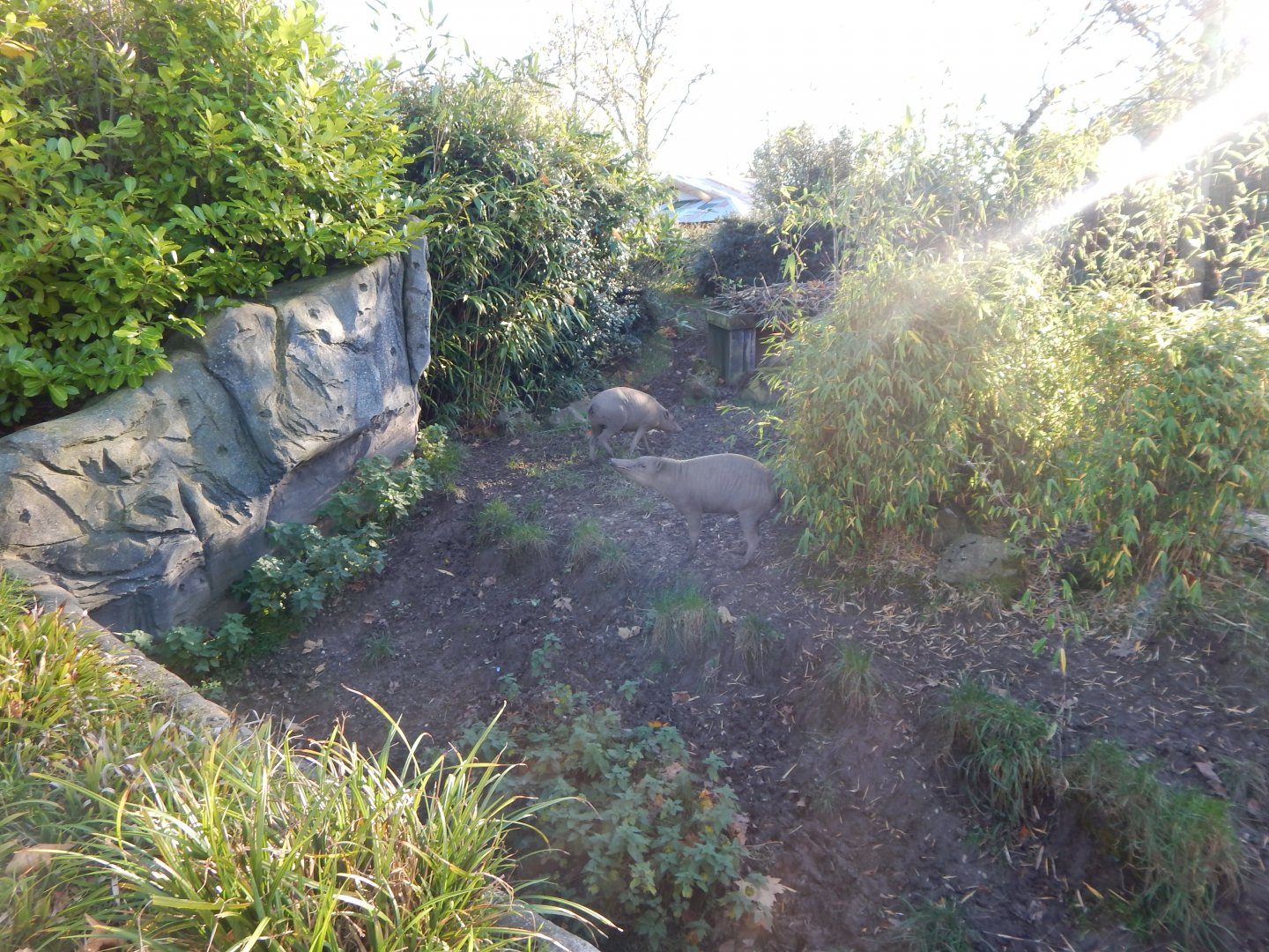 Islands - Sulawesi babirusa enclosure 241123