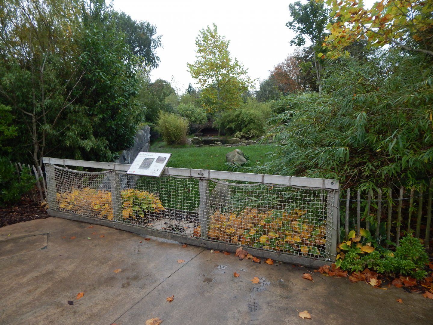 Islands - Sulawesi babirusa exhibit 181021
