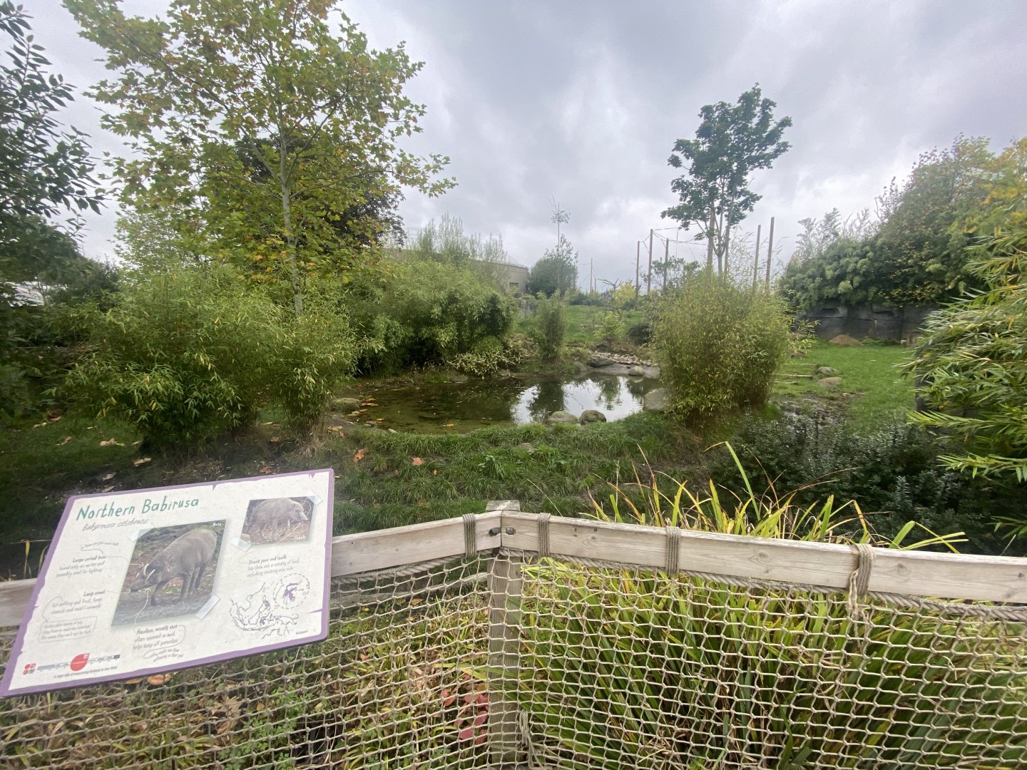Islands - Sulawesi babirusa exhibit 181021